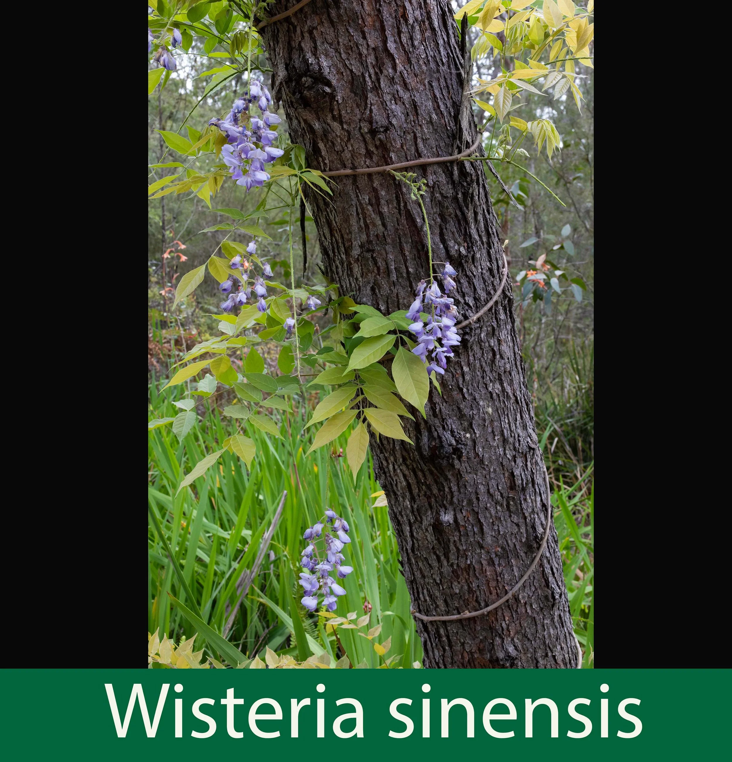 Wisteria sinensis -a-261A1766 copy.jpg