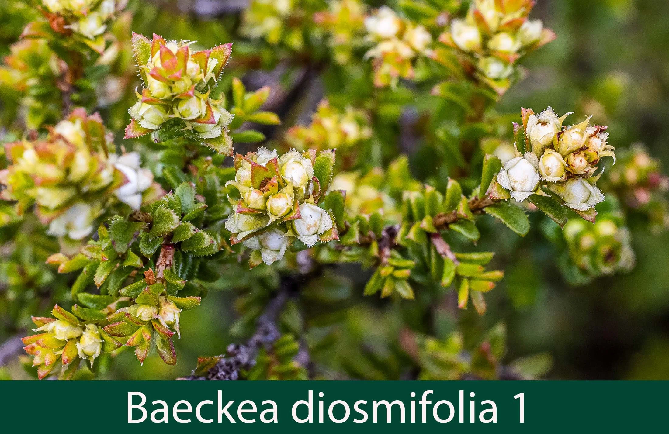Baeckea diosmifolia 1.jpg