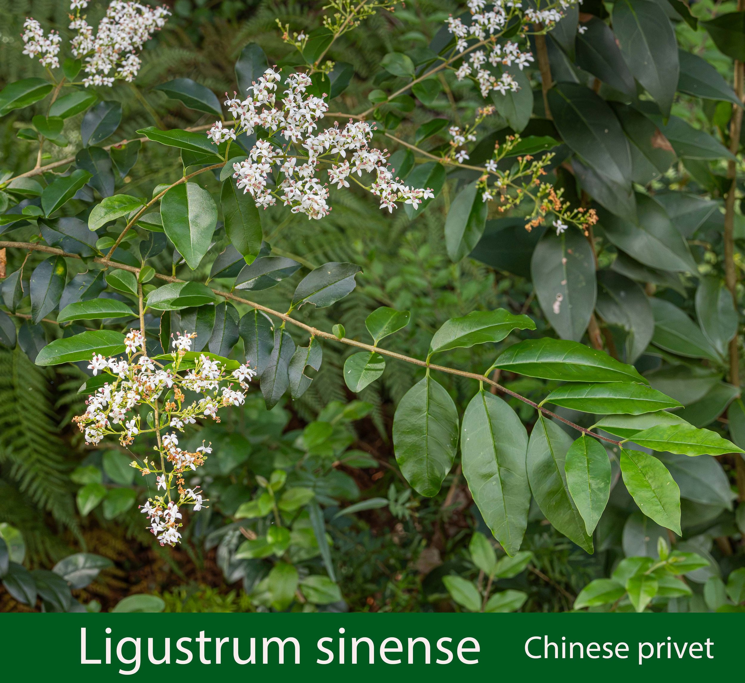 Ligustrum sinense-1d-261A2892.jpg