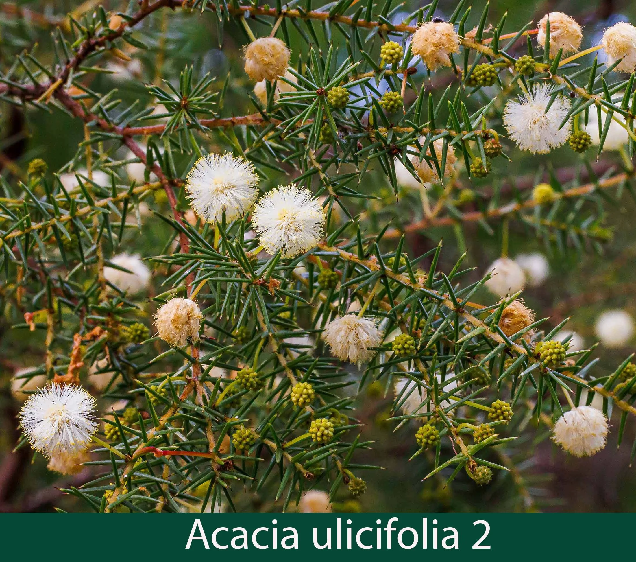 Acacia ulicifolia 2.jpg