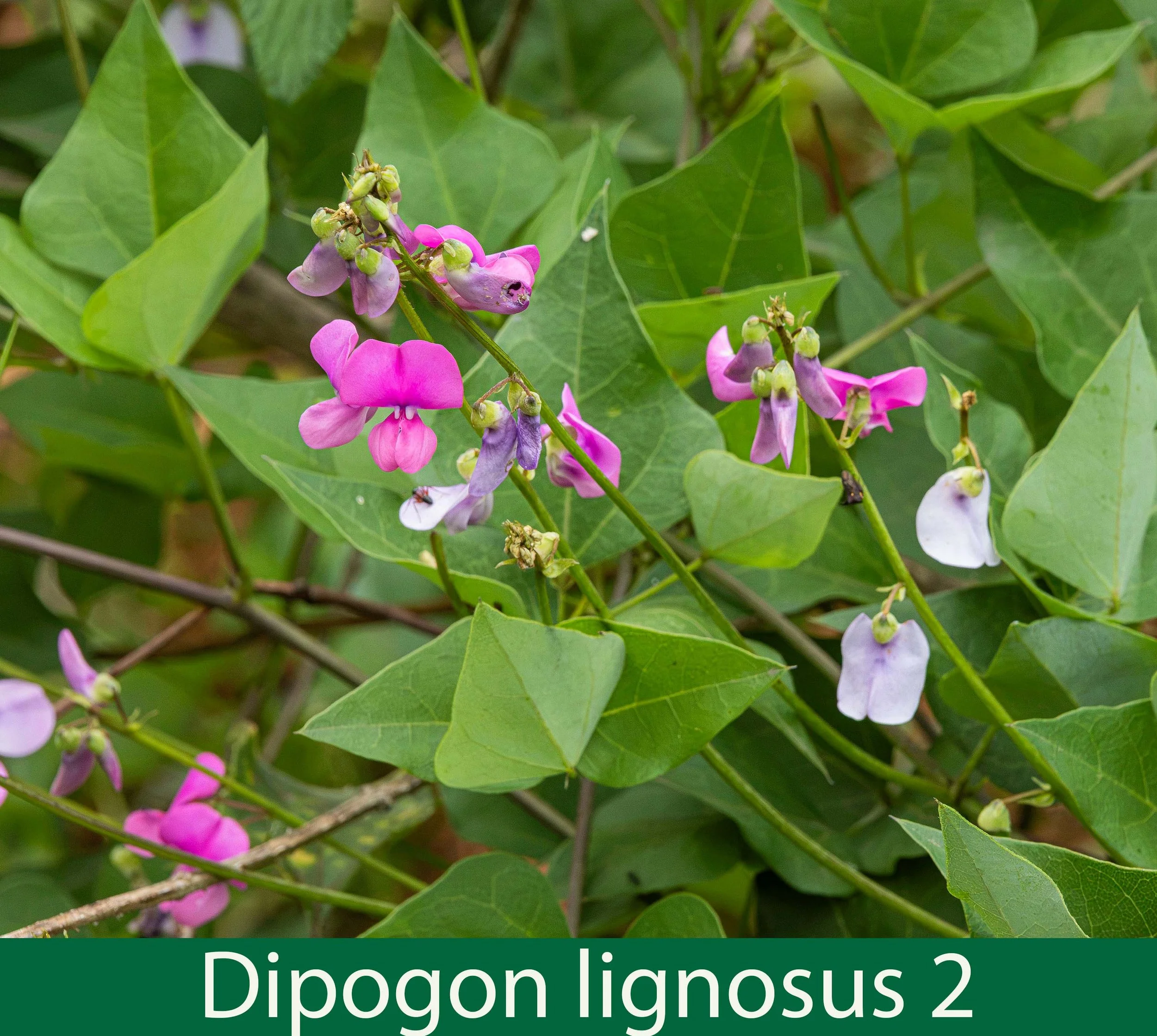 Dipogon lignosus 2--261A1721 copy.jpg