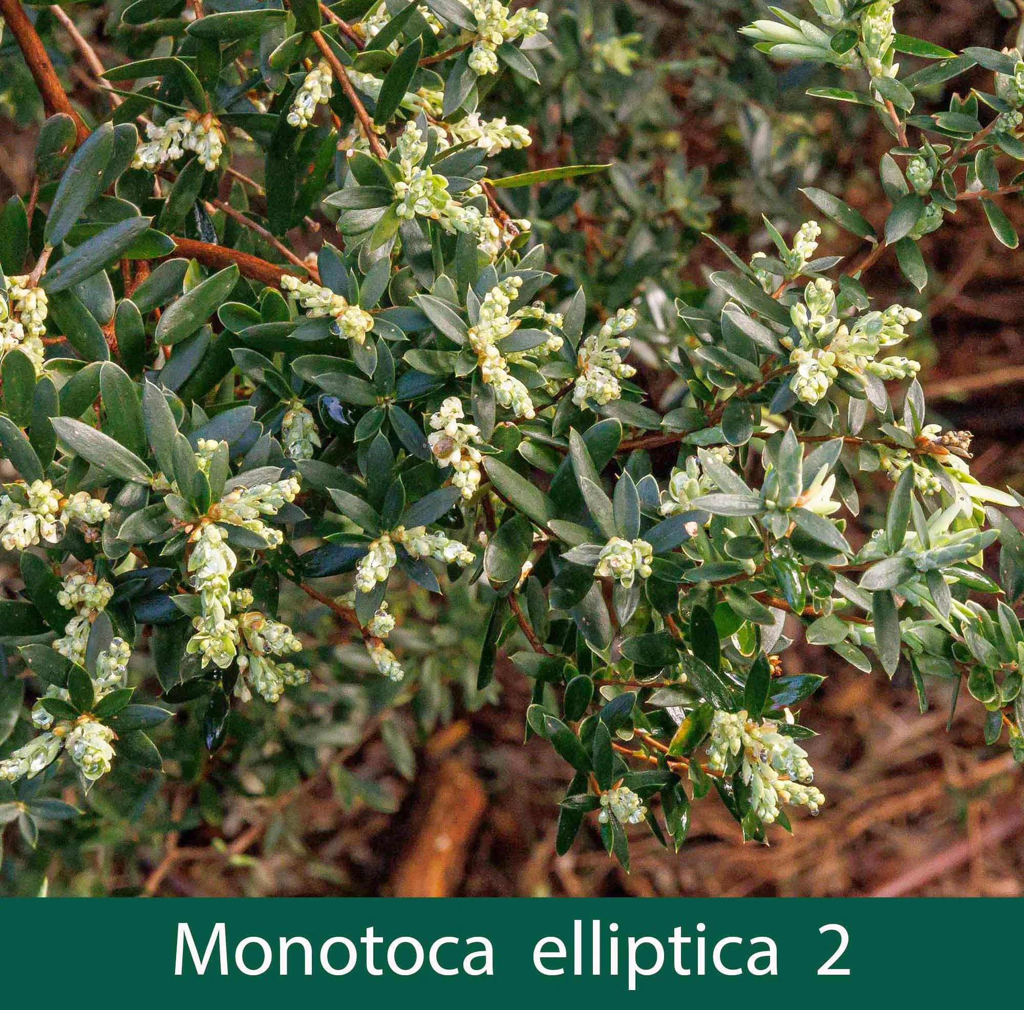 Monotoca elliptica 2_.jpg