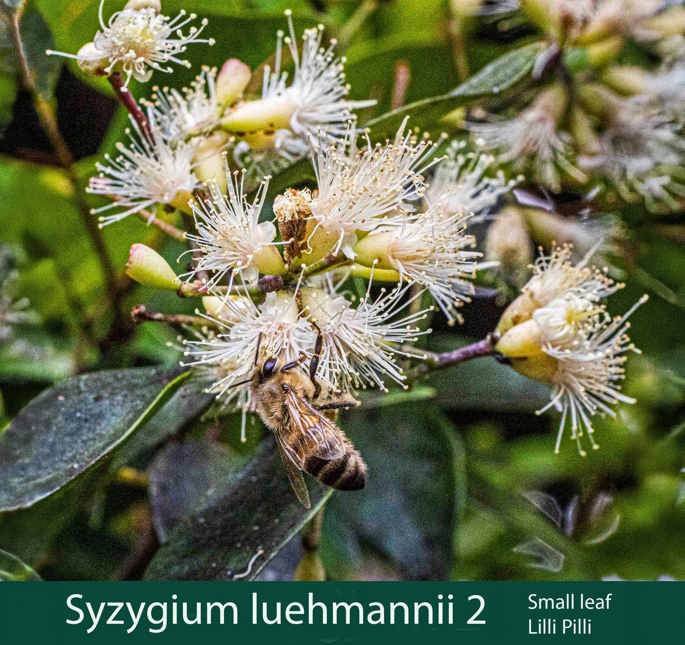 Syzygium sp 2_.jpg
