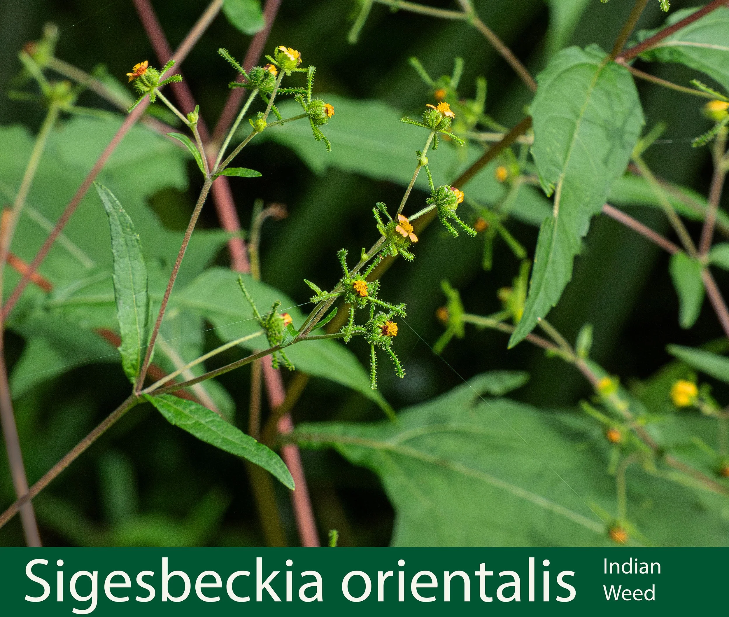 Sigesbeckia orientalis 1 Indian weed-  P1000448 copy.jpg