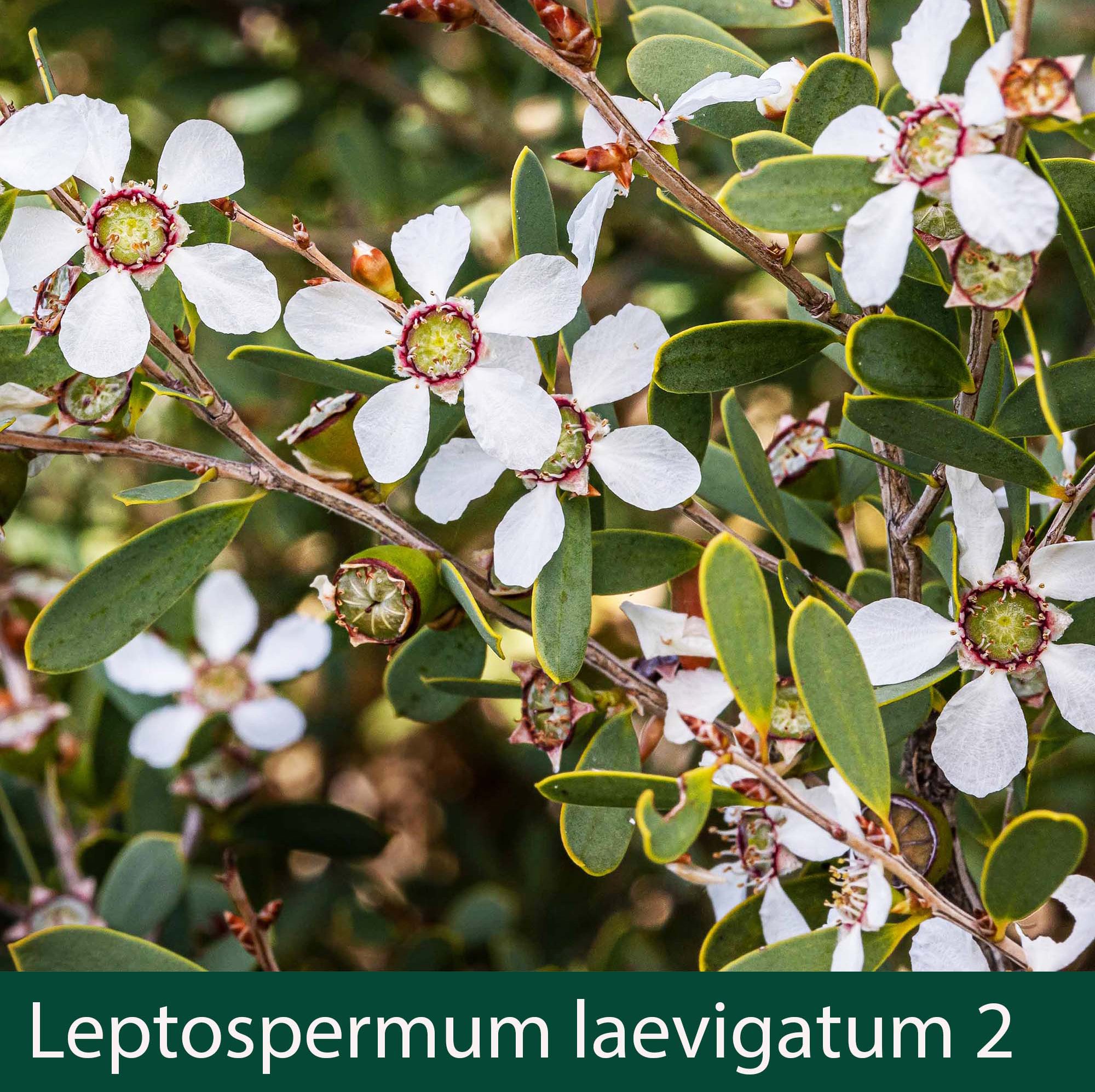 Leptospermum laevigatum 2_.jpg