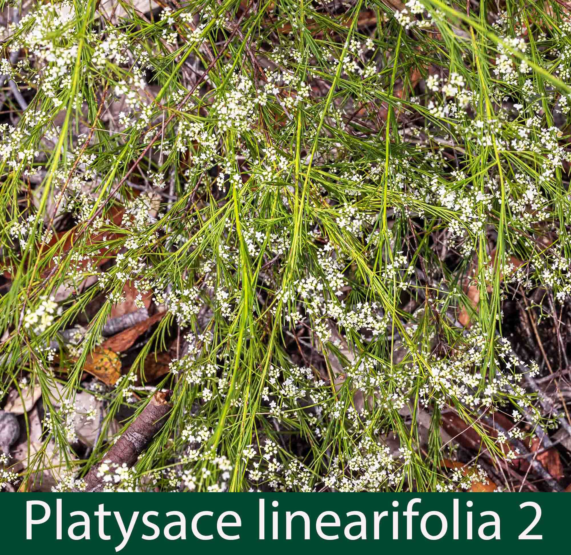 Platysace linerarifolia 2_.jpg