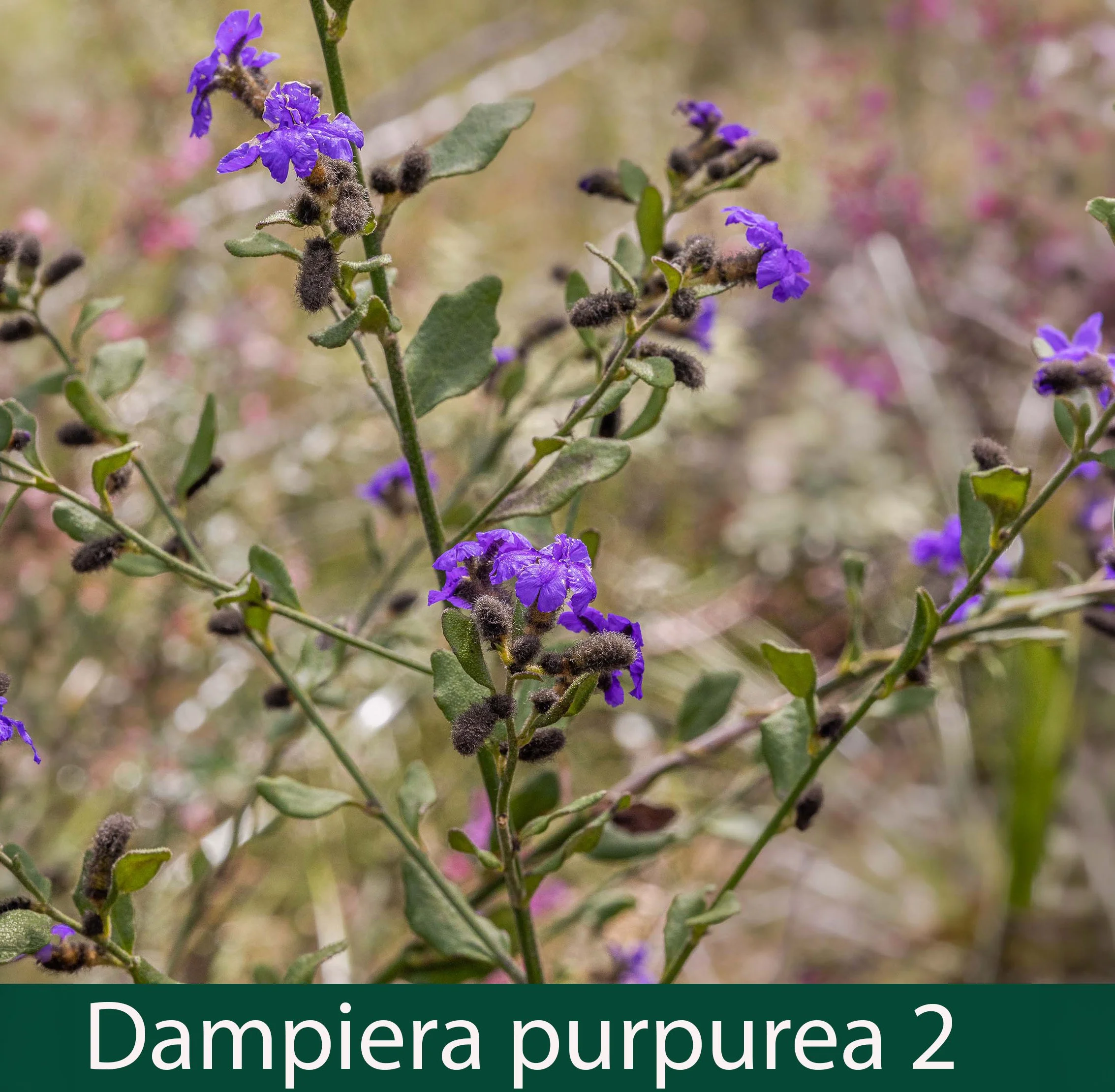 Dampiera purpurea 2_.jpg