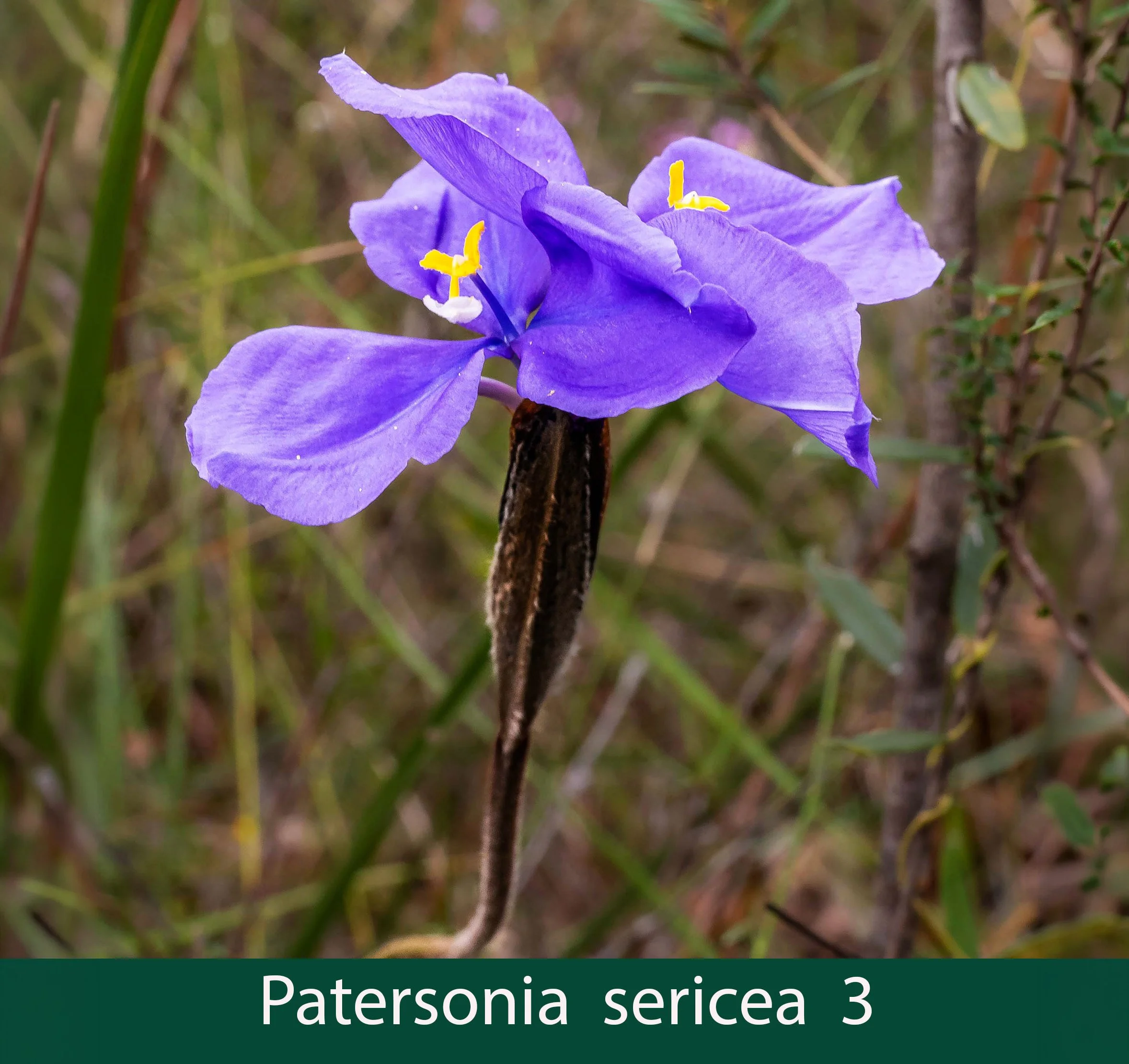 Patersonia sericea 3.jpg