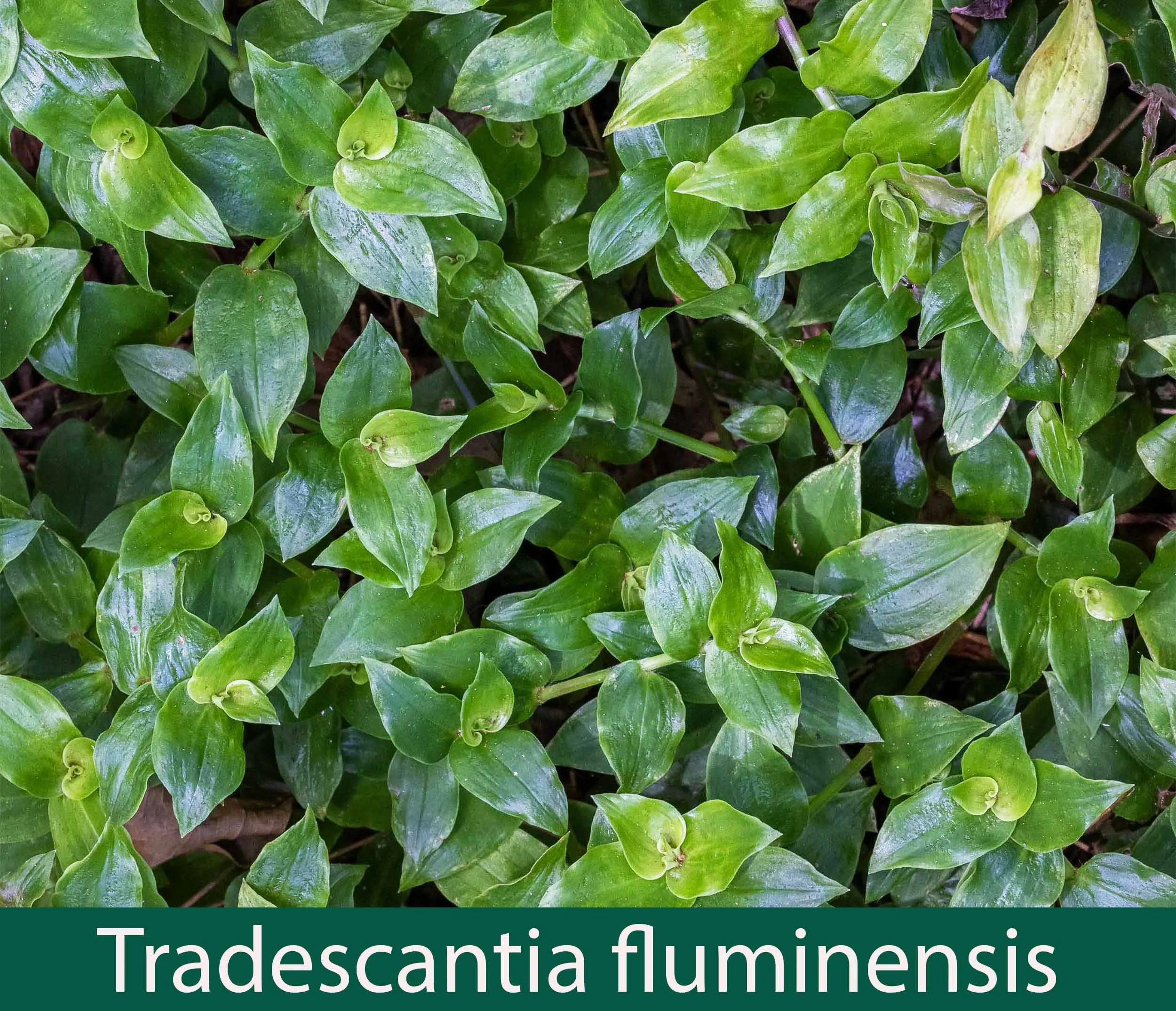Tradescantia fluminensis 1_.jpg
