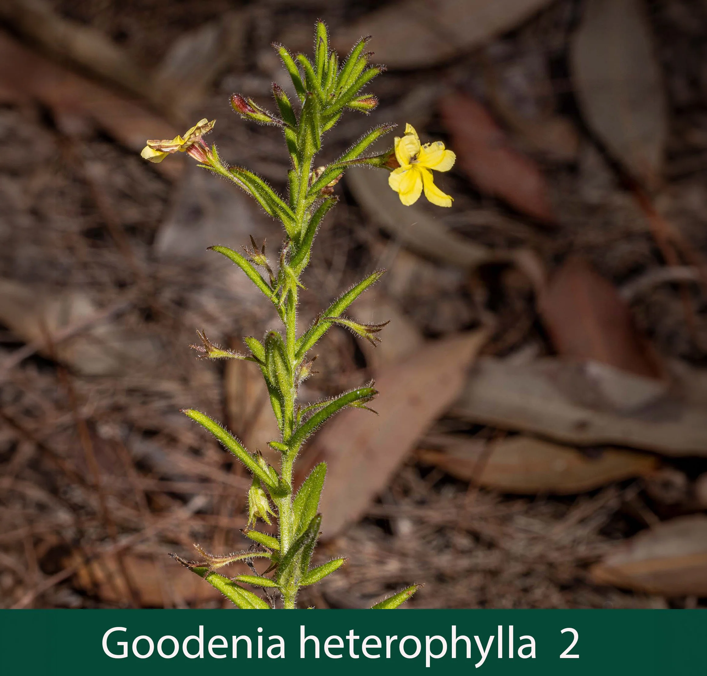Goodenia heterophylla 2   ssp heterophylla.jpg