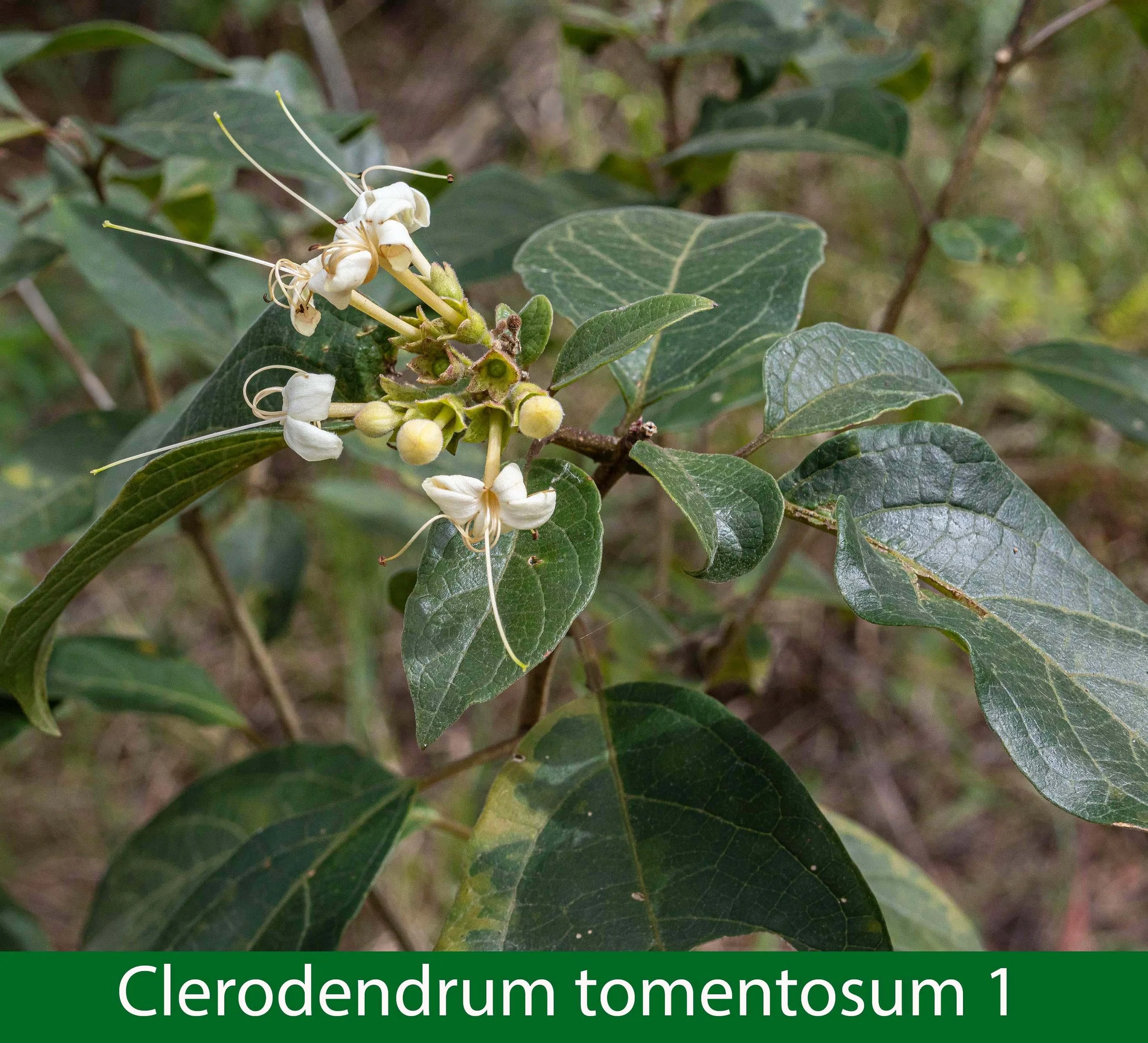 Clerodendrum tomentosum-1a-261A2828_.jpg