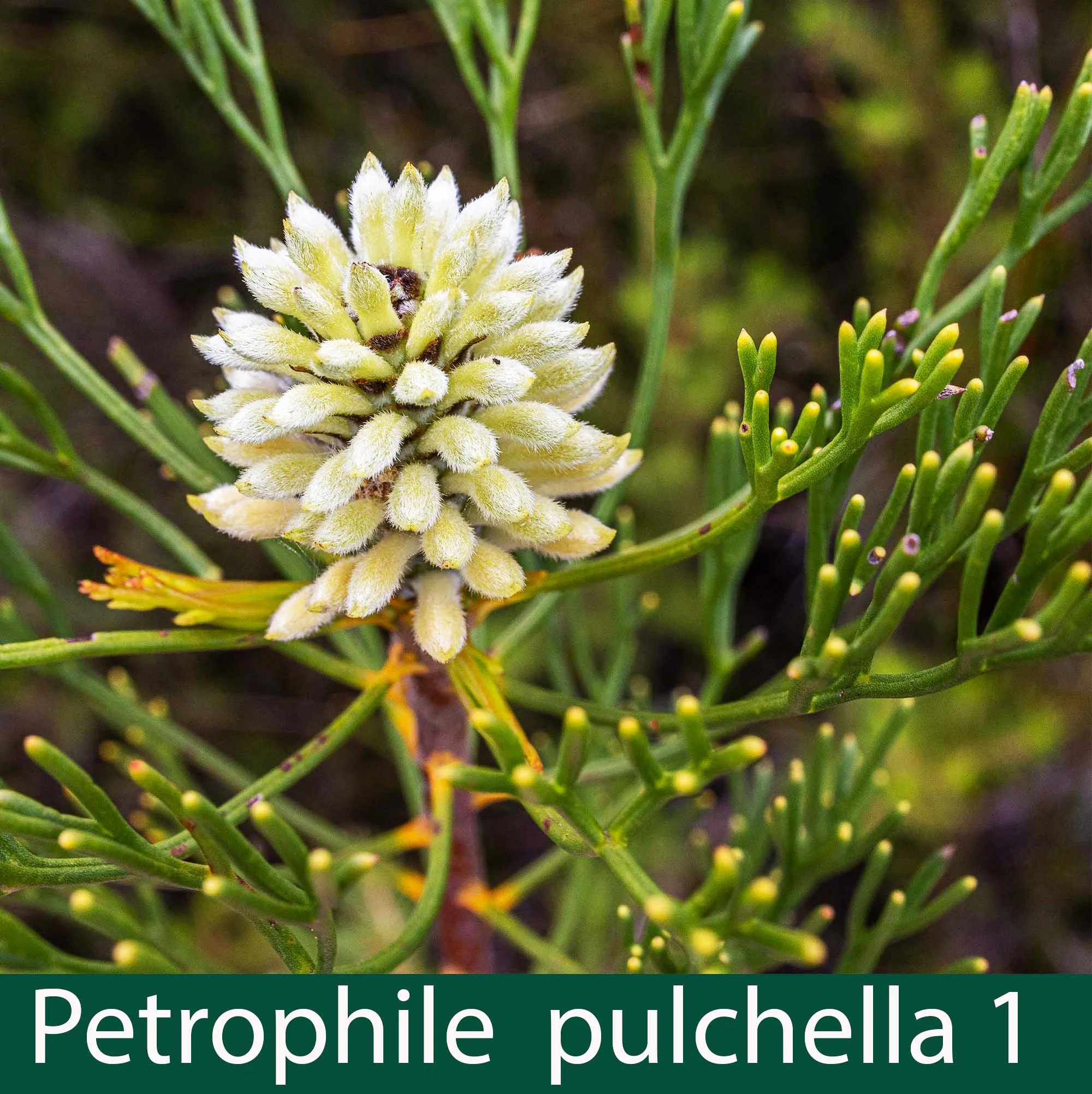 Petrophile pulchella 1_.jpg