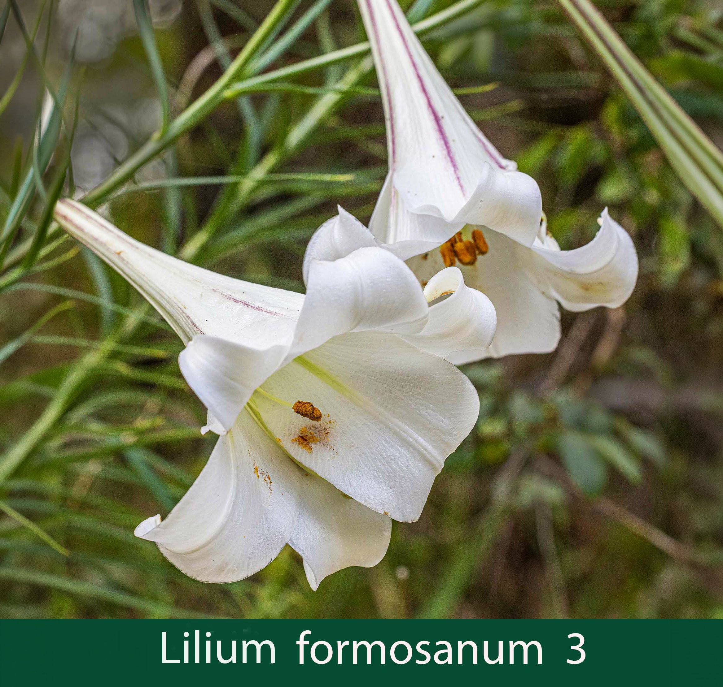 Lilium formosanum 3_.jpg