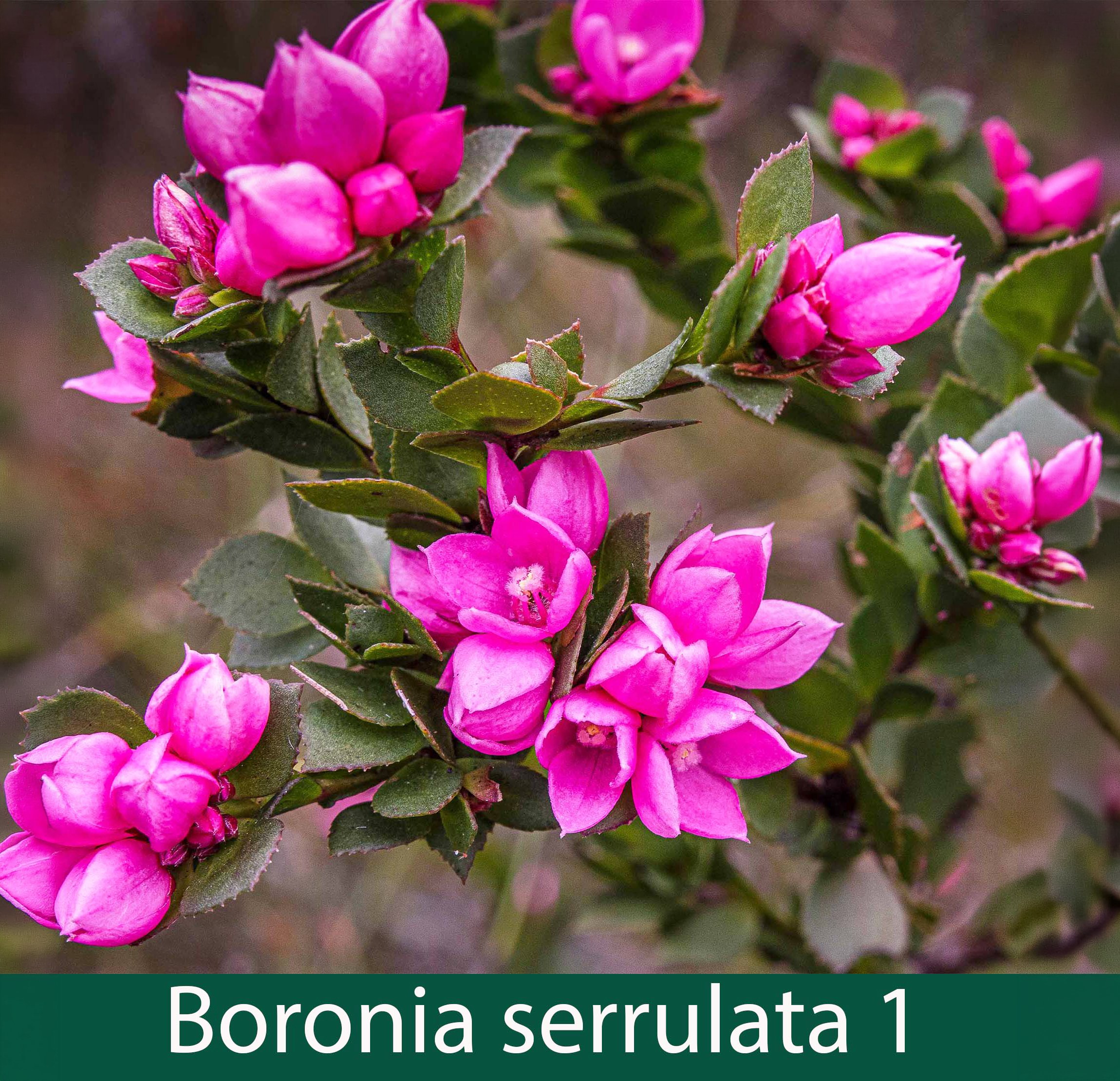 Boronia serrulata 1_.jpg