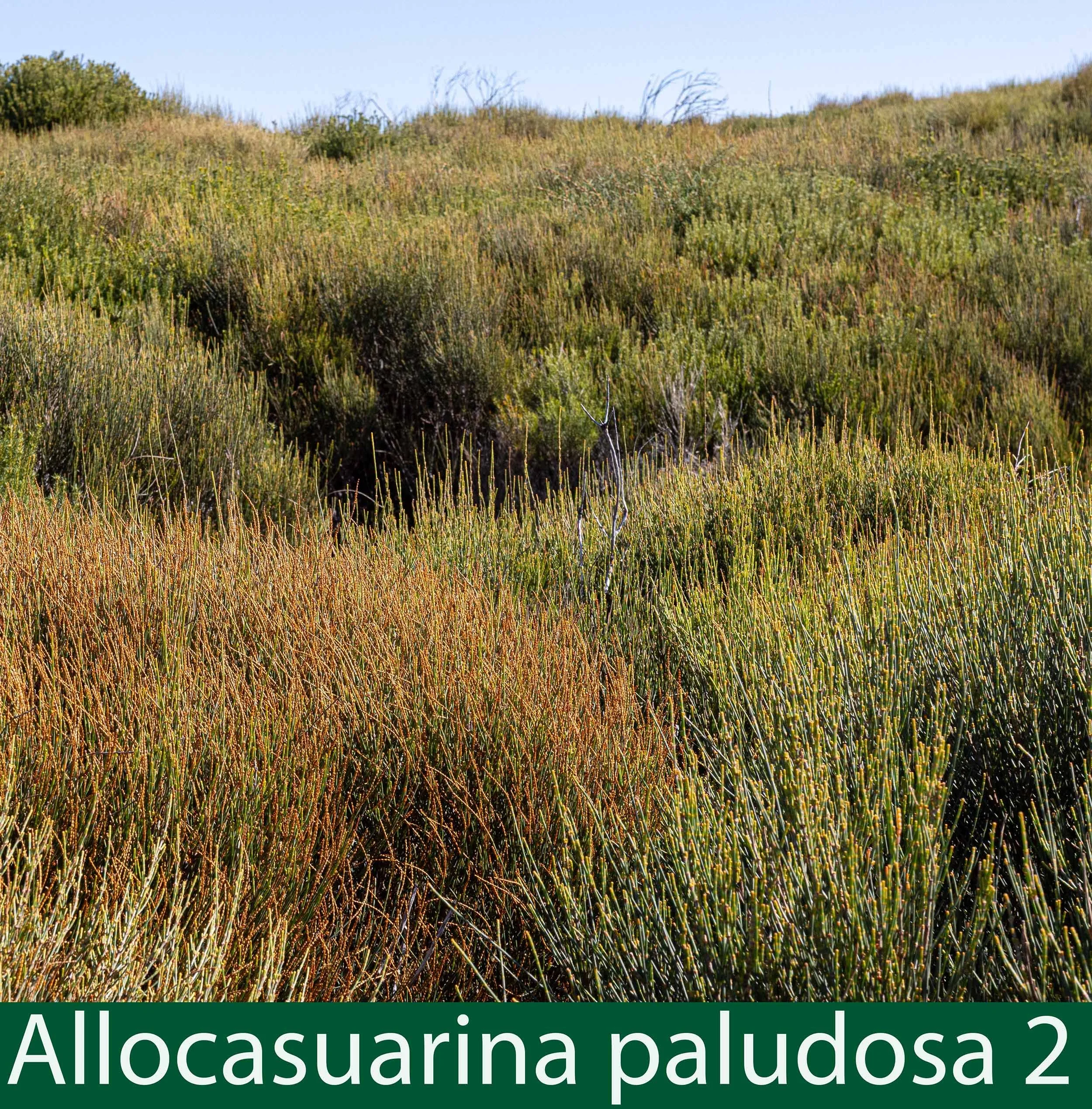 Allocasuarina paludosa 2-261A8885.jpg