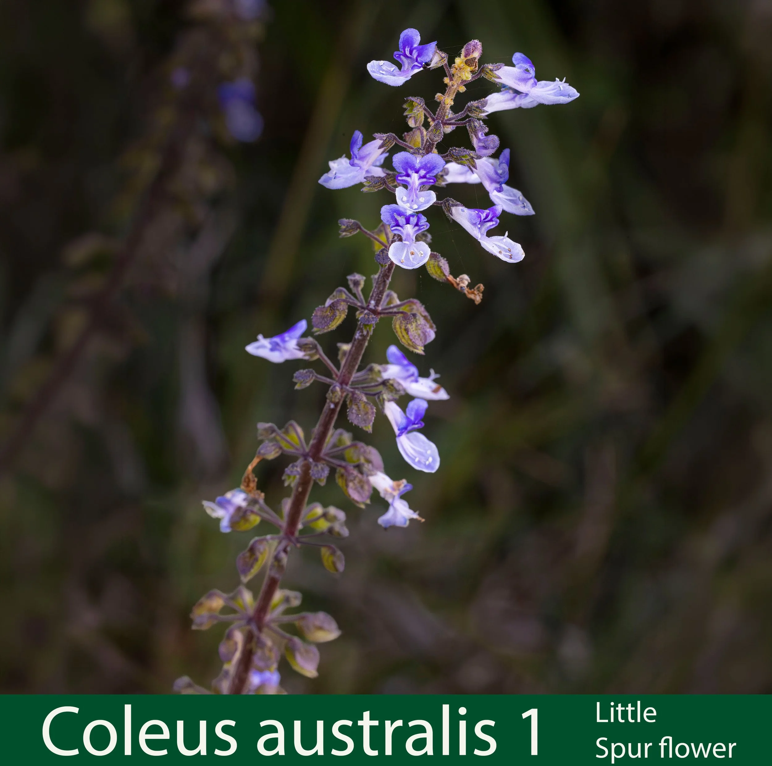 Coleus australis-1-Little spur flower-.jpg