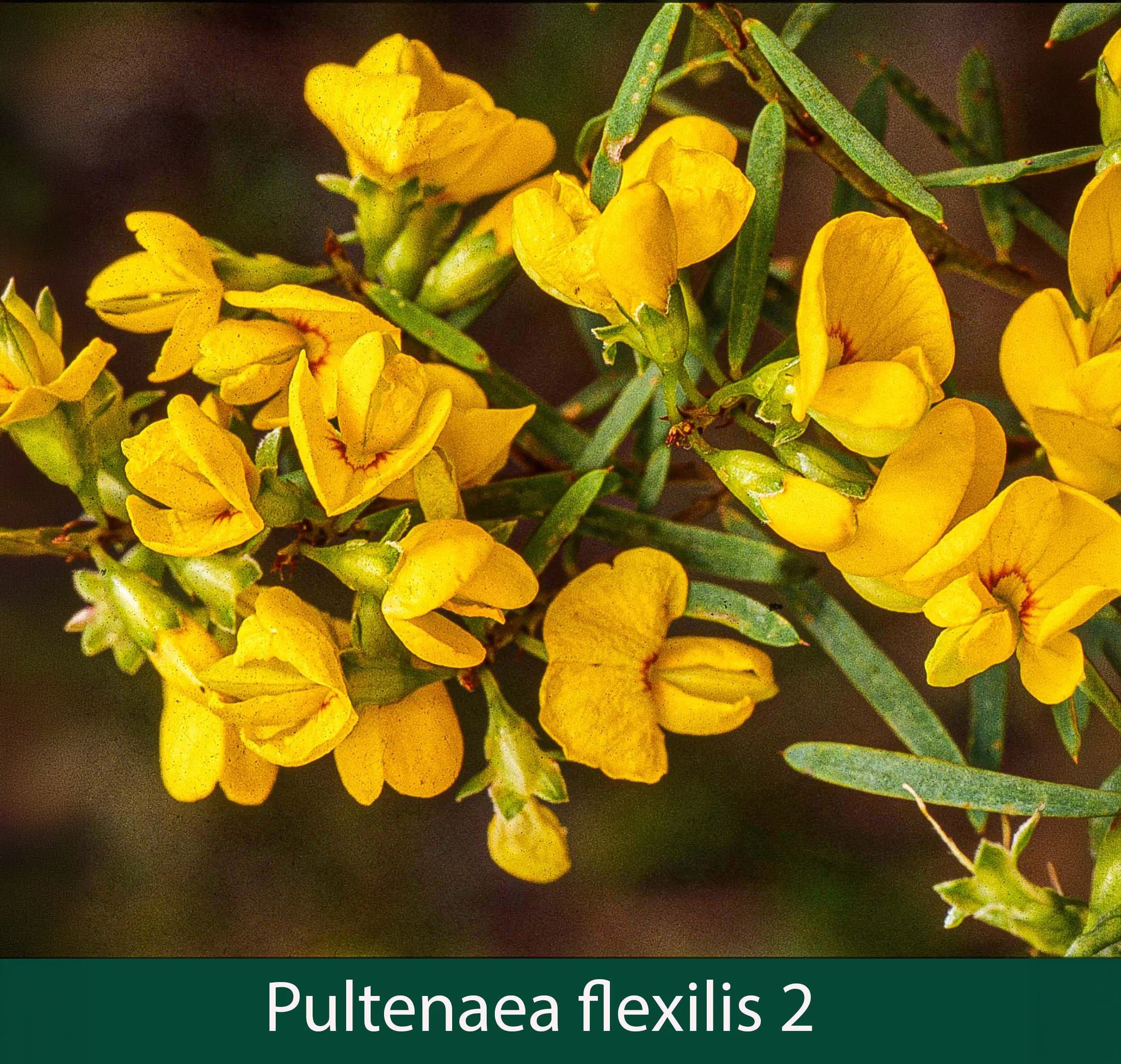 Pultenaea flexilis 2   Graceful Bush-pea_.jpg