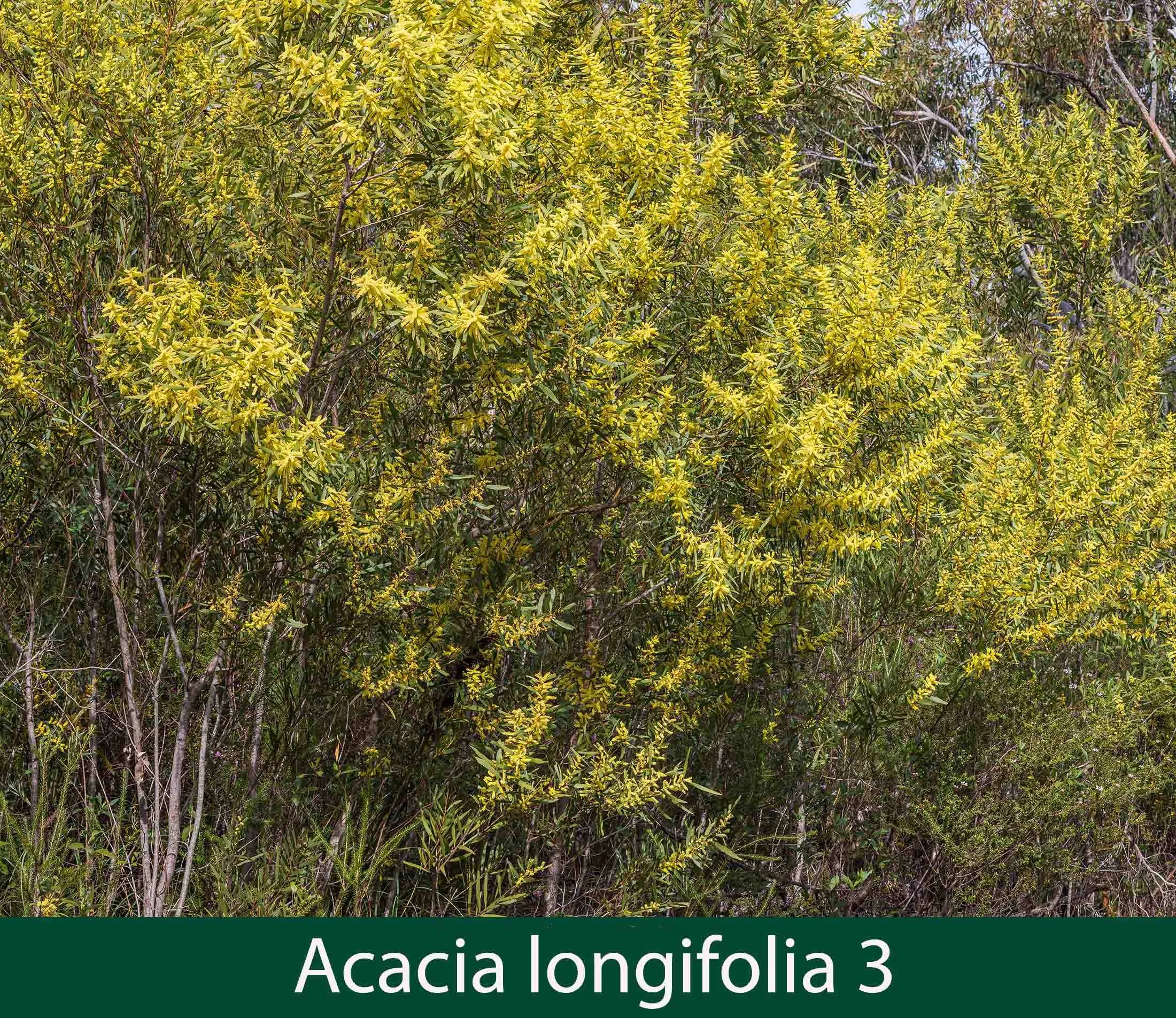 Acacia longifolia 3.jpg