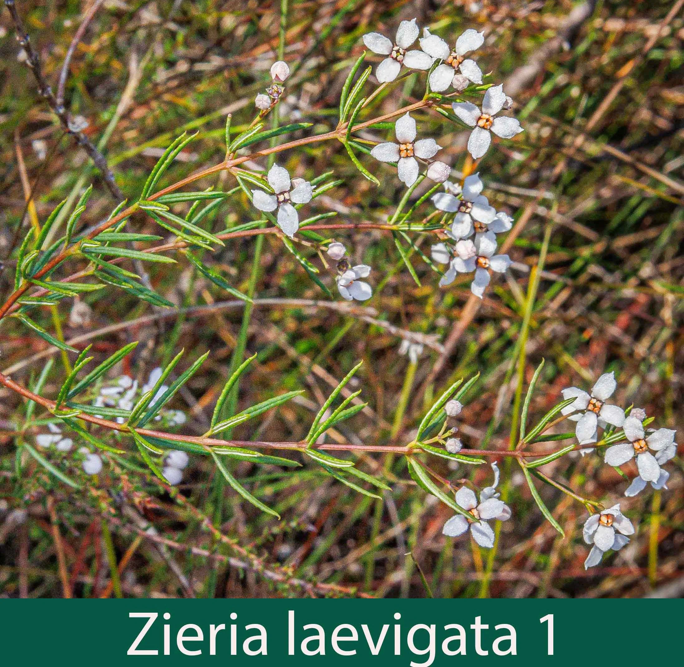 Zieria laevigata 1_.jpg
