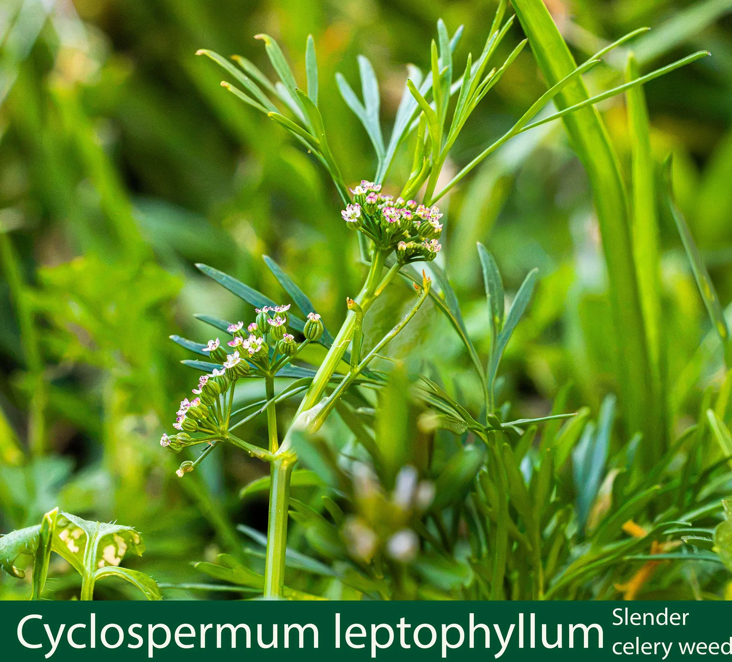 Cyclospermum leptophyllum-a-Slender celery weed--261A8777_.jpg