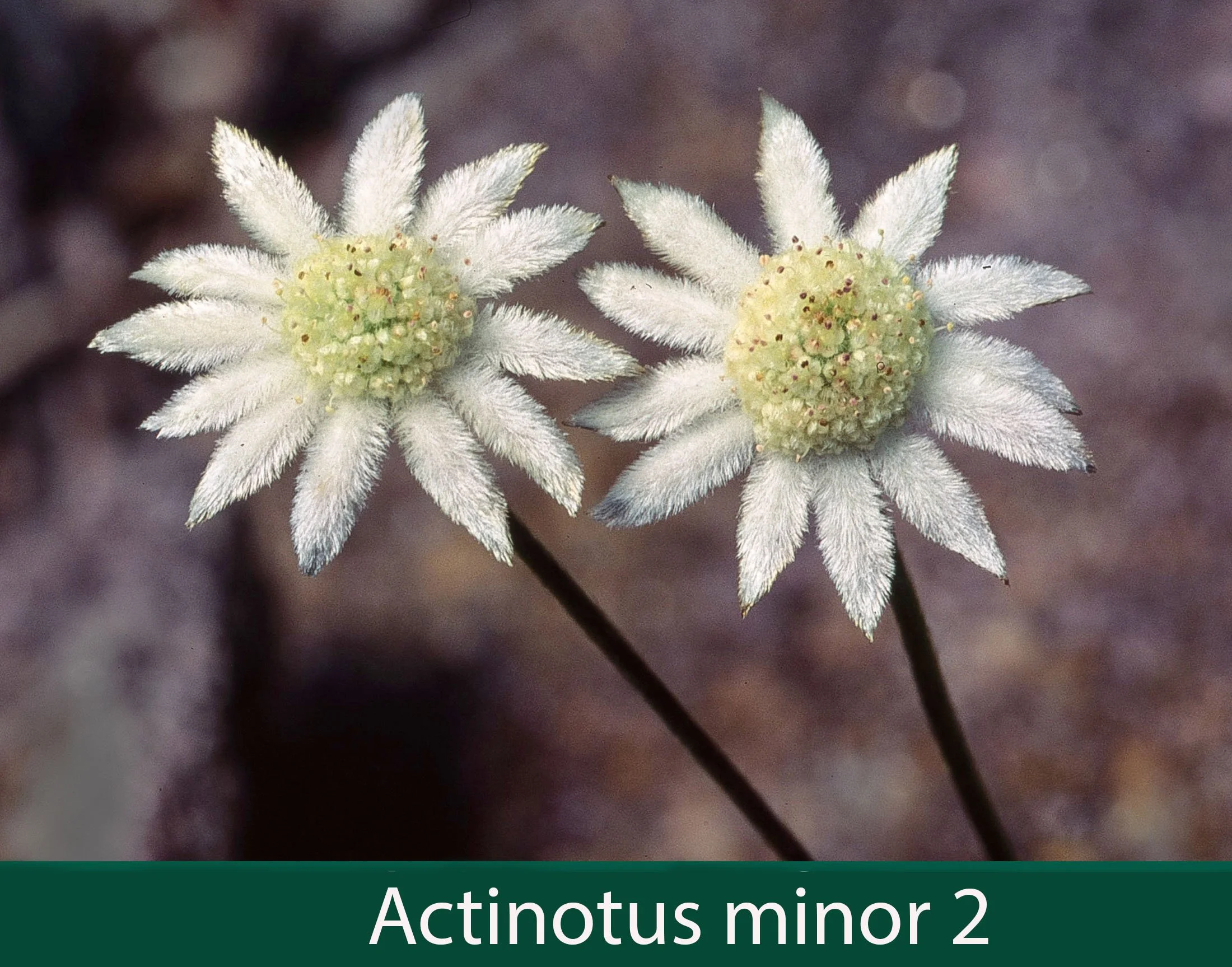 Actinotus minor 2_.jpg
