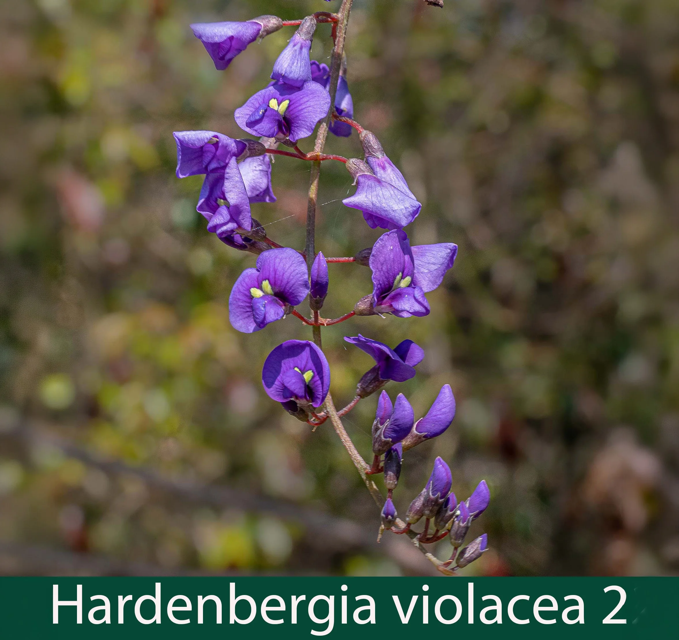 Hardenbergia violacea 3 Purple twining pea.jpg