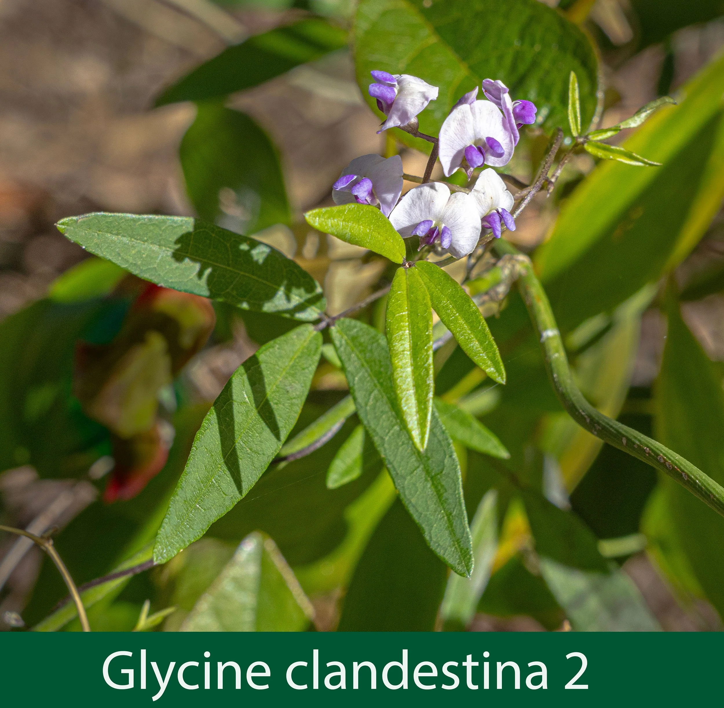 Glycine clandestina 2-261A9037 .jpg
