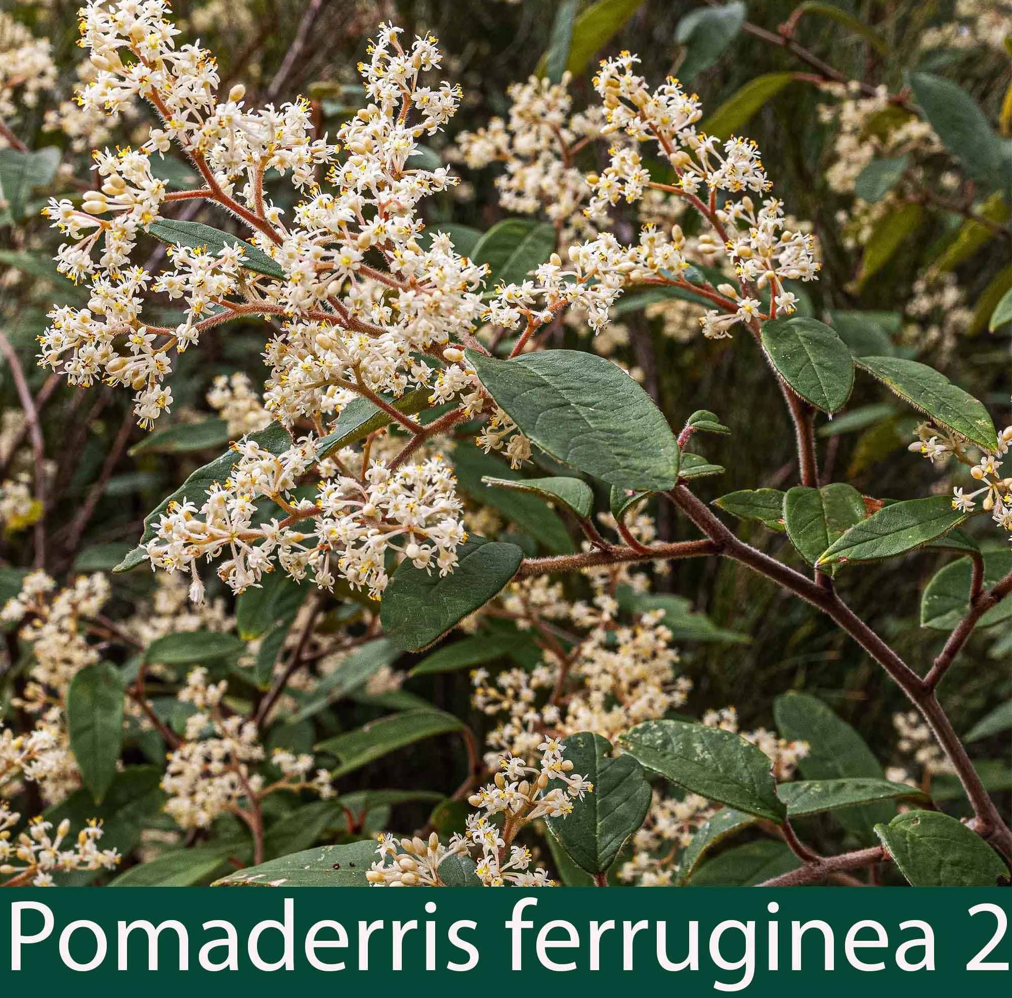 Pomaderris ferruginea 2_.jpg