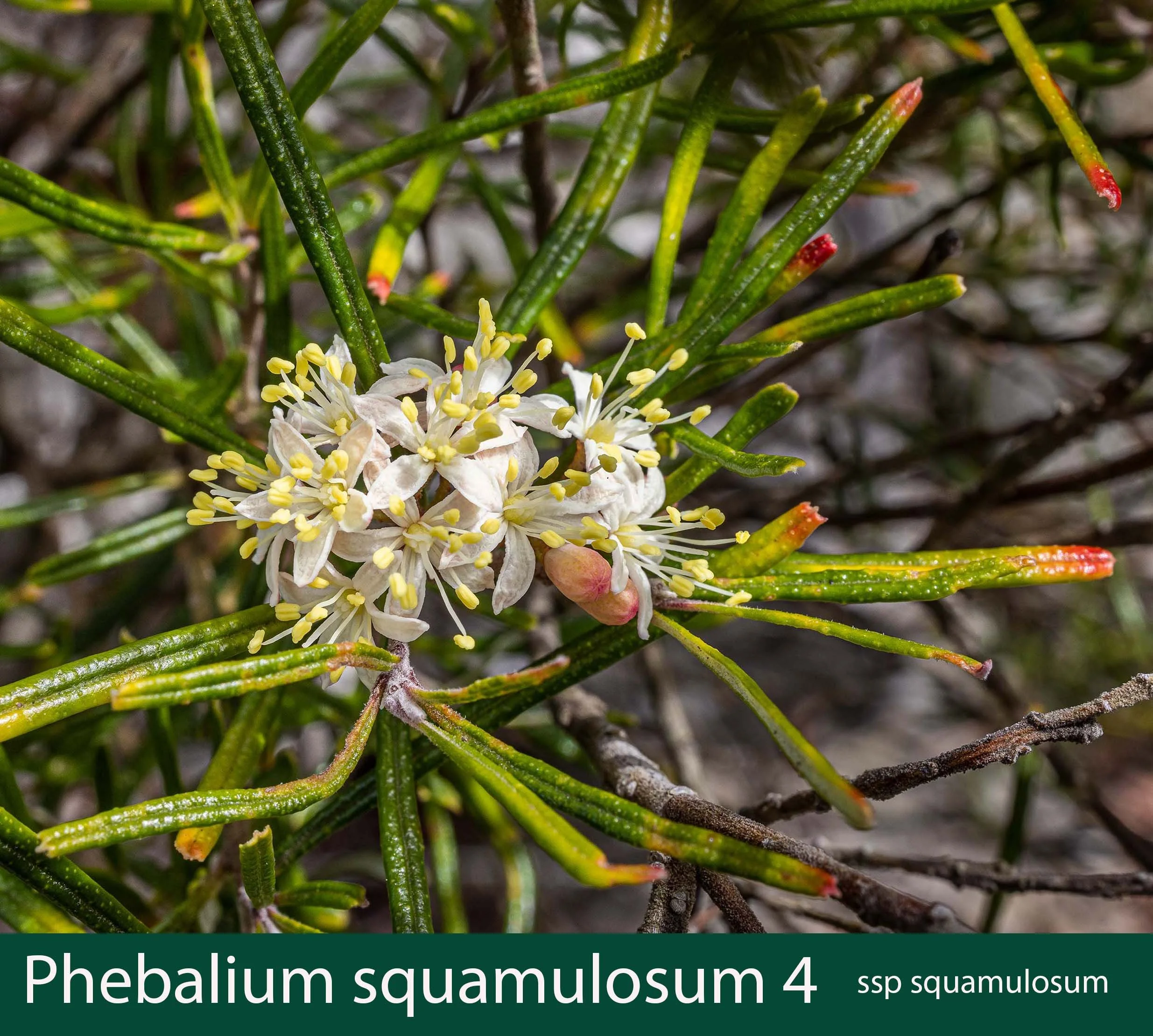 Phebalium squamulosum ssp squamulosum 2_.jpg