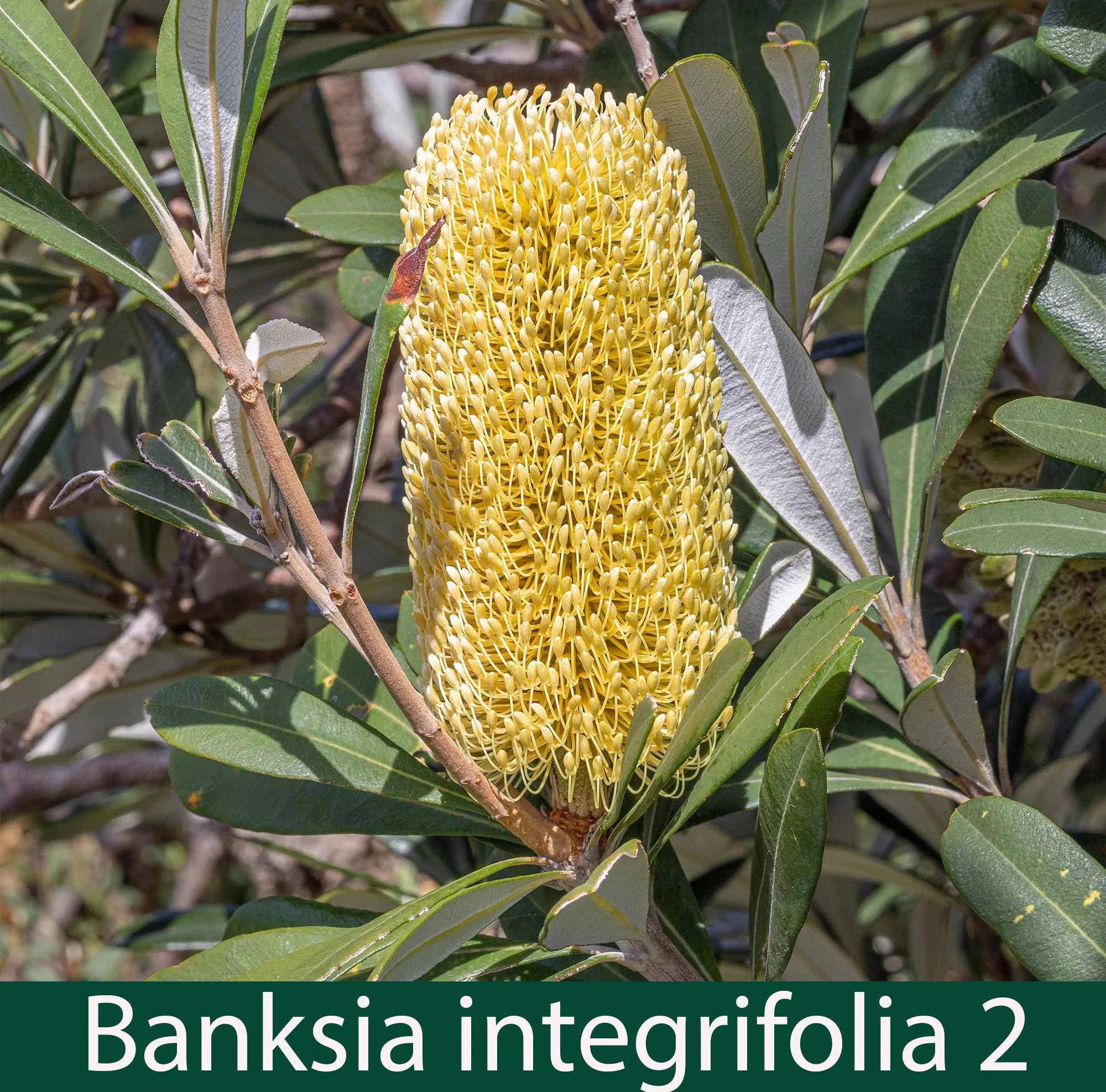 Banksia integrifolia 2_.jpg