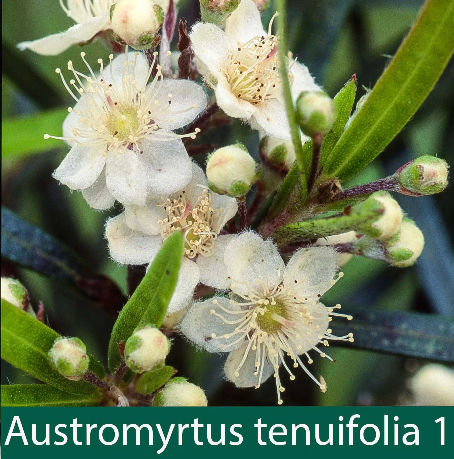 Austromyrtus tenuifolia 1.jpg