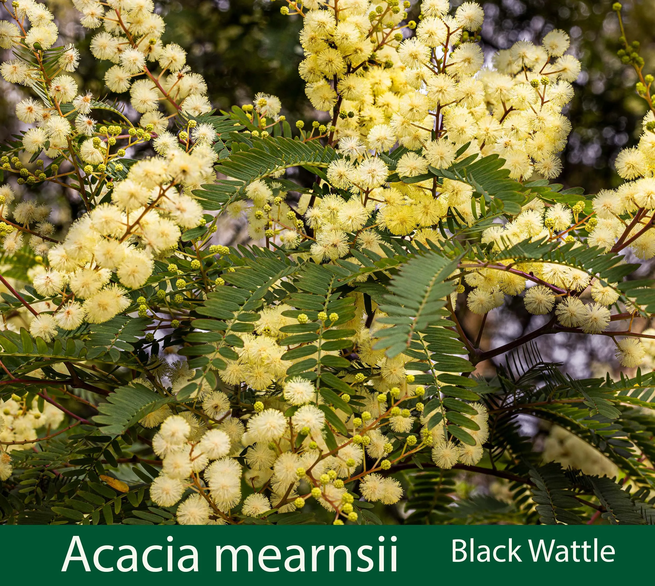 Acacia mearnsii  Black Wattle_.jpg