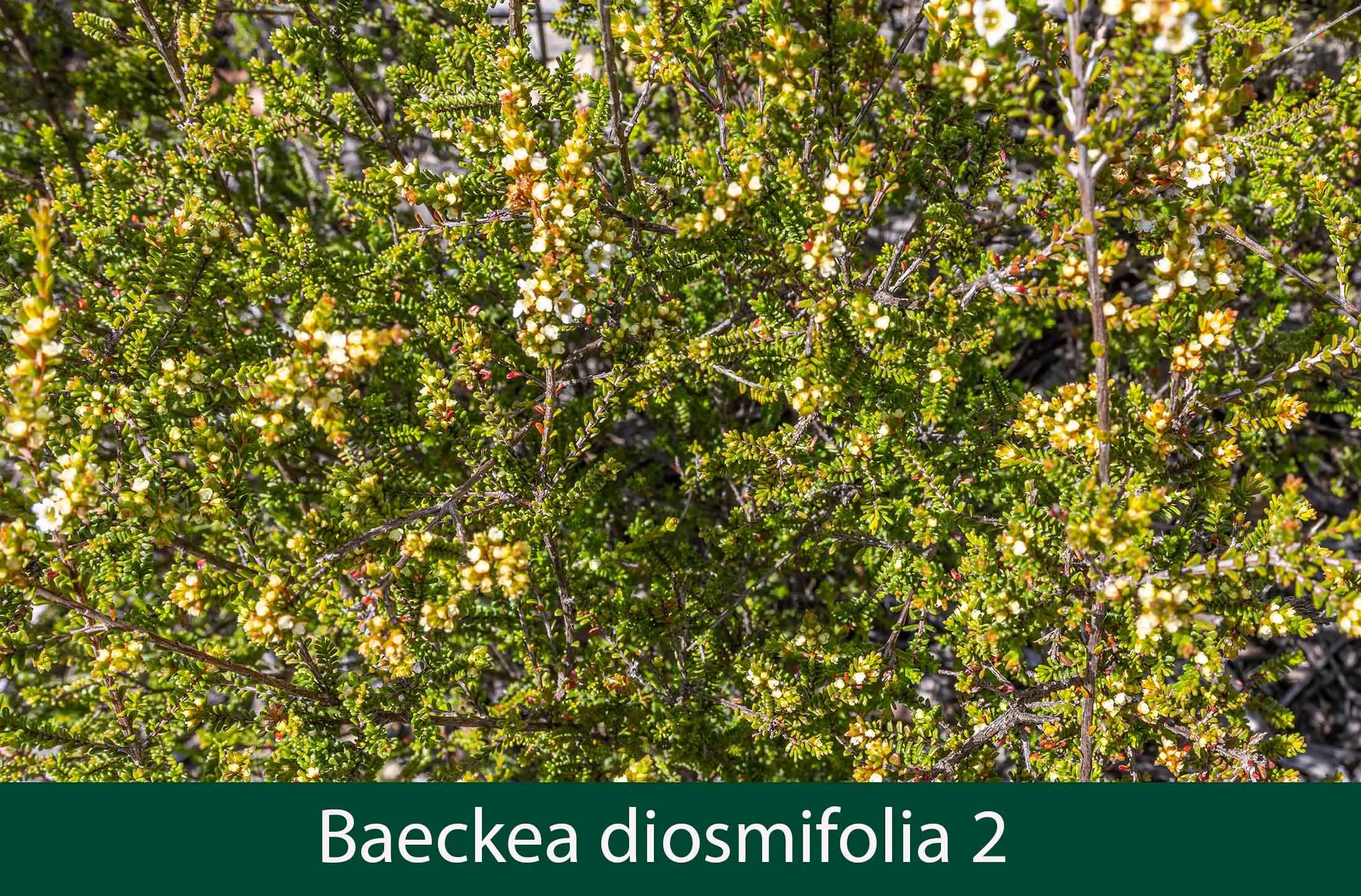 Baeckea diosmifolia 2.jpg