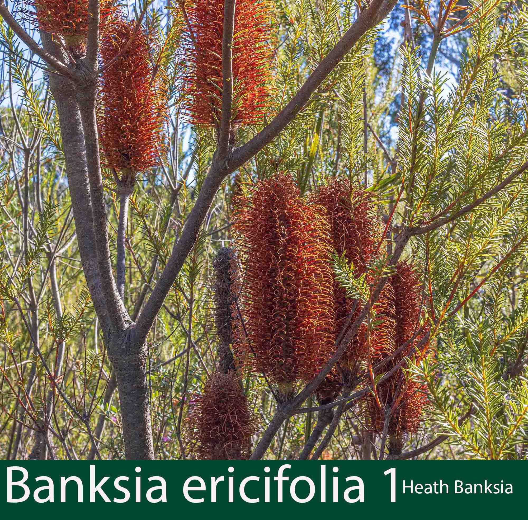 Banksia ericifolia 1_.jpg