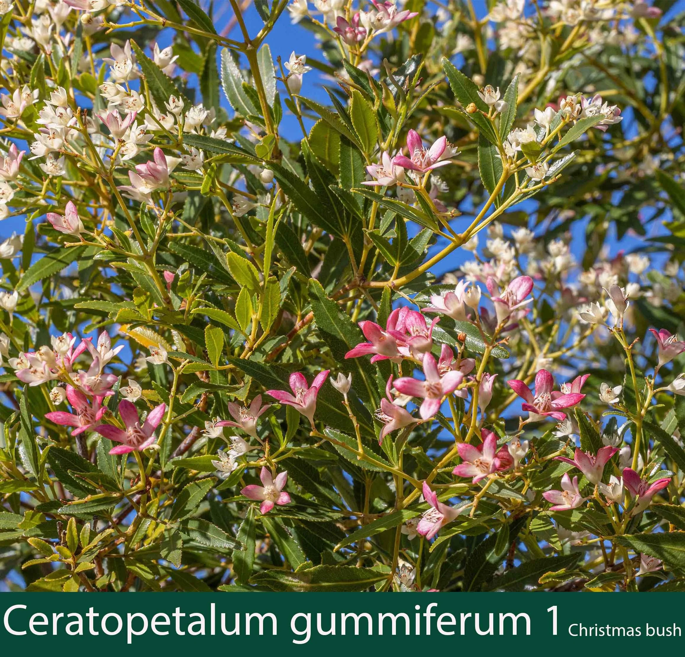 Ceratopetalum gummiferum 1   Christmas bush.jpg