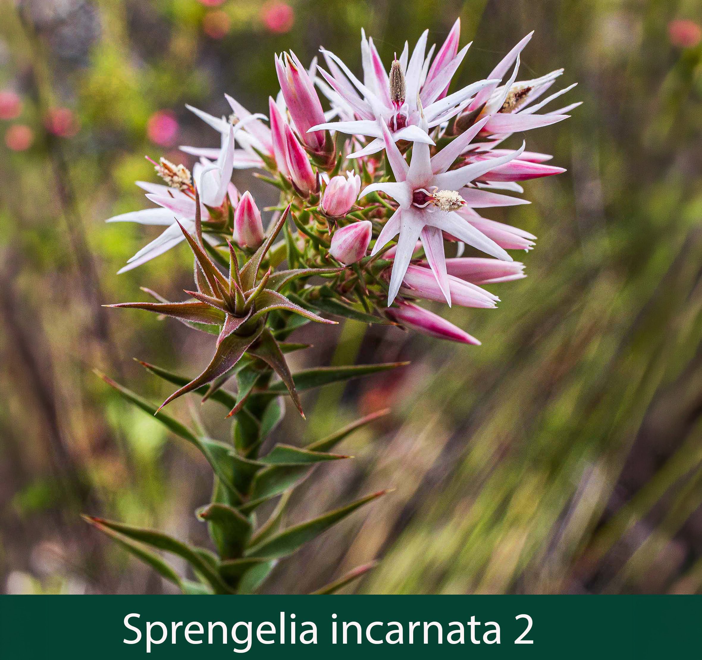 Sprengelia incarnata 2_.jpg