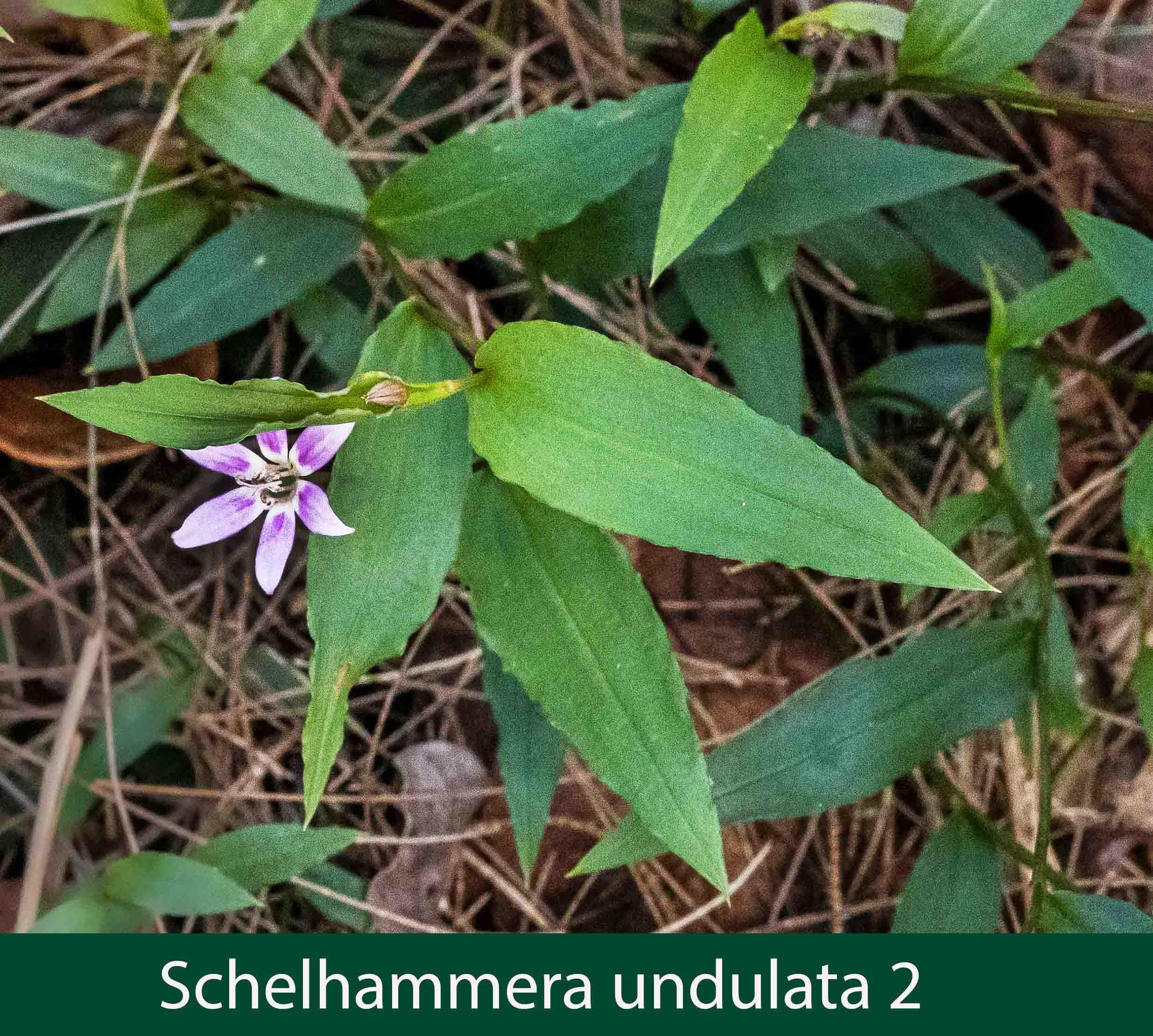 Schelhammera undulata 2   Lilac lily.jpg