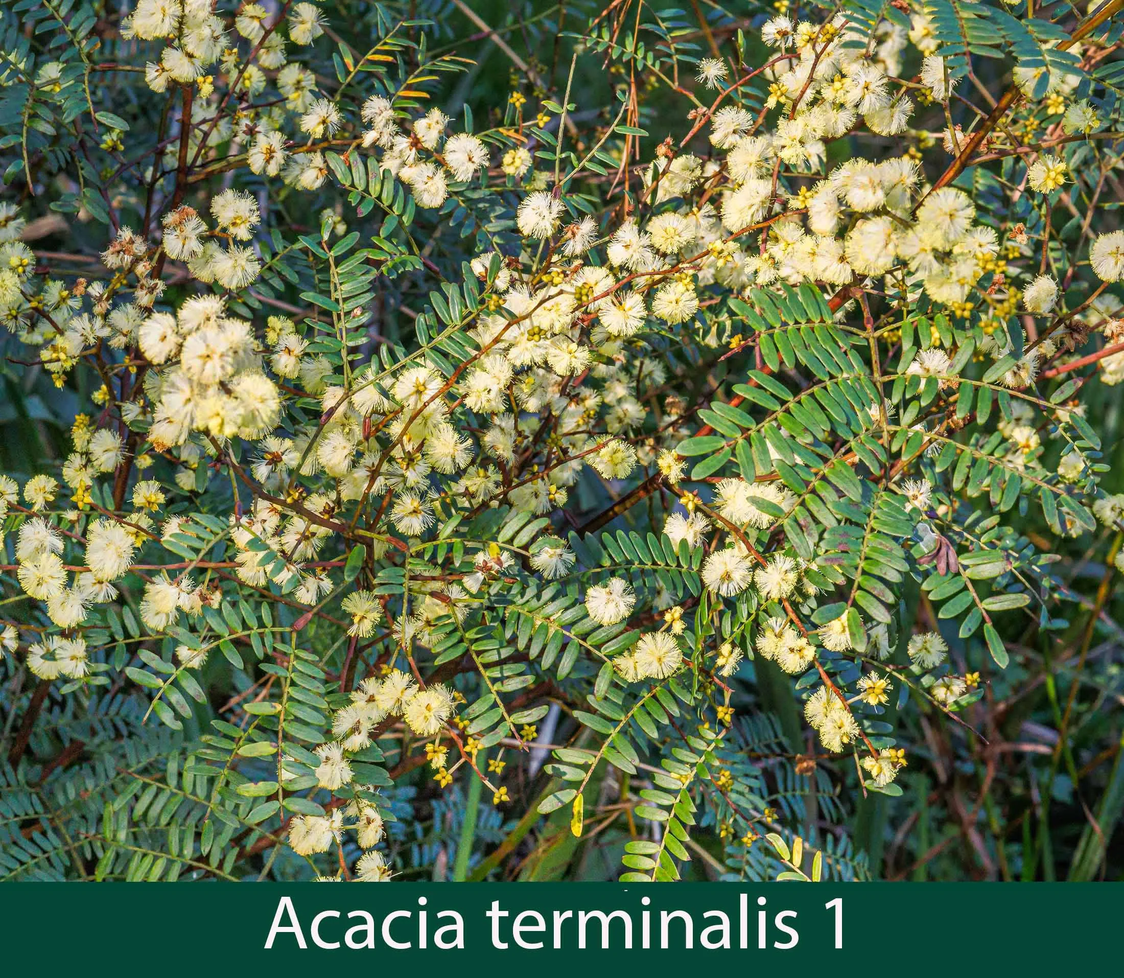 Acacia terminalis 1_.jpg