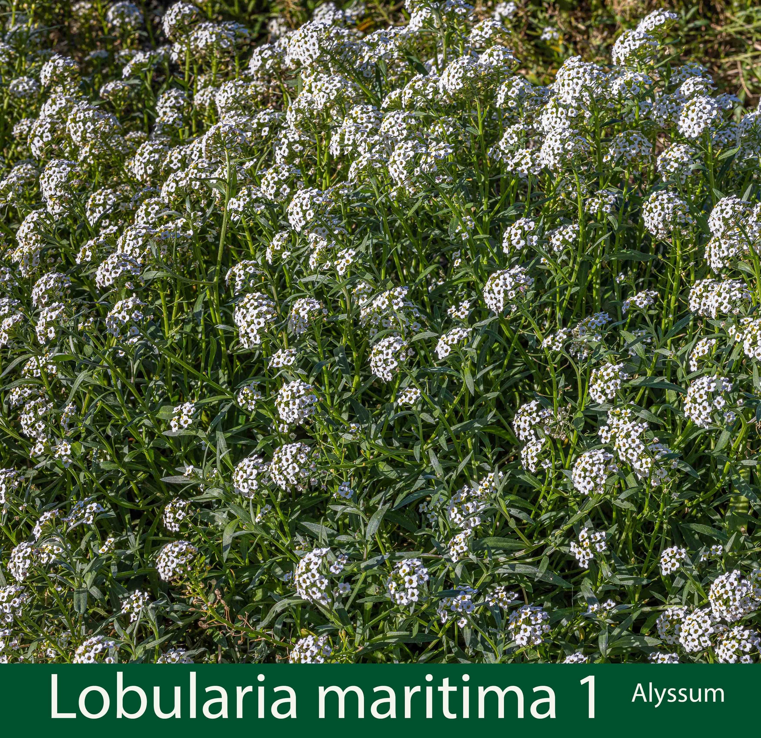 Lobularia maritima-1-Alyssum-.jpg