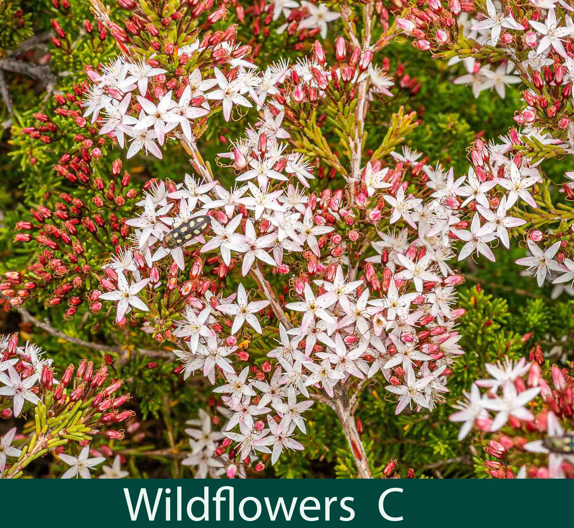 Wildflowers C
