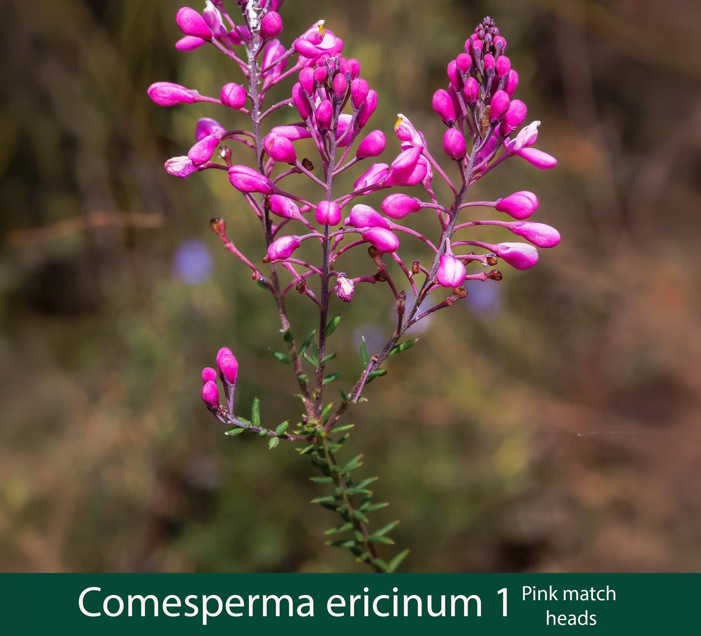 Comesperma ericinum 1  Pink match-heads.jpg