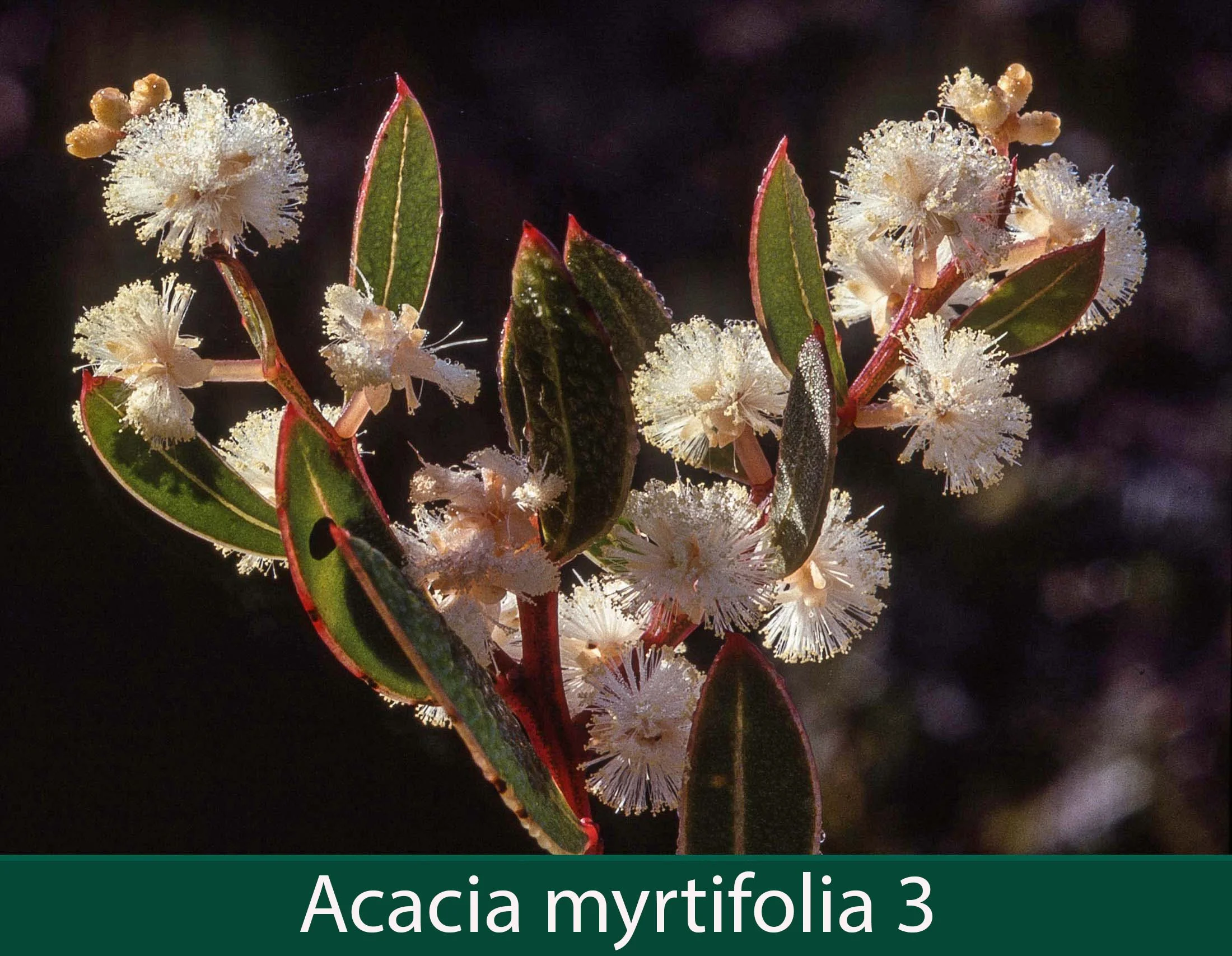 Acacia myrtifolia 3.jpg