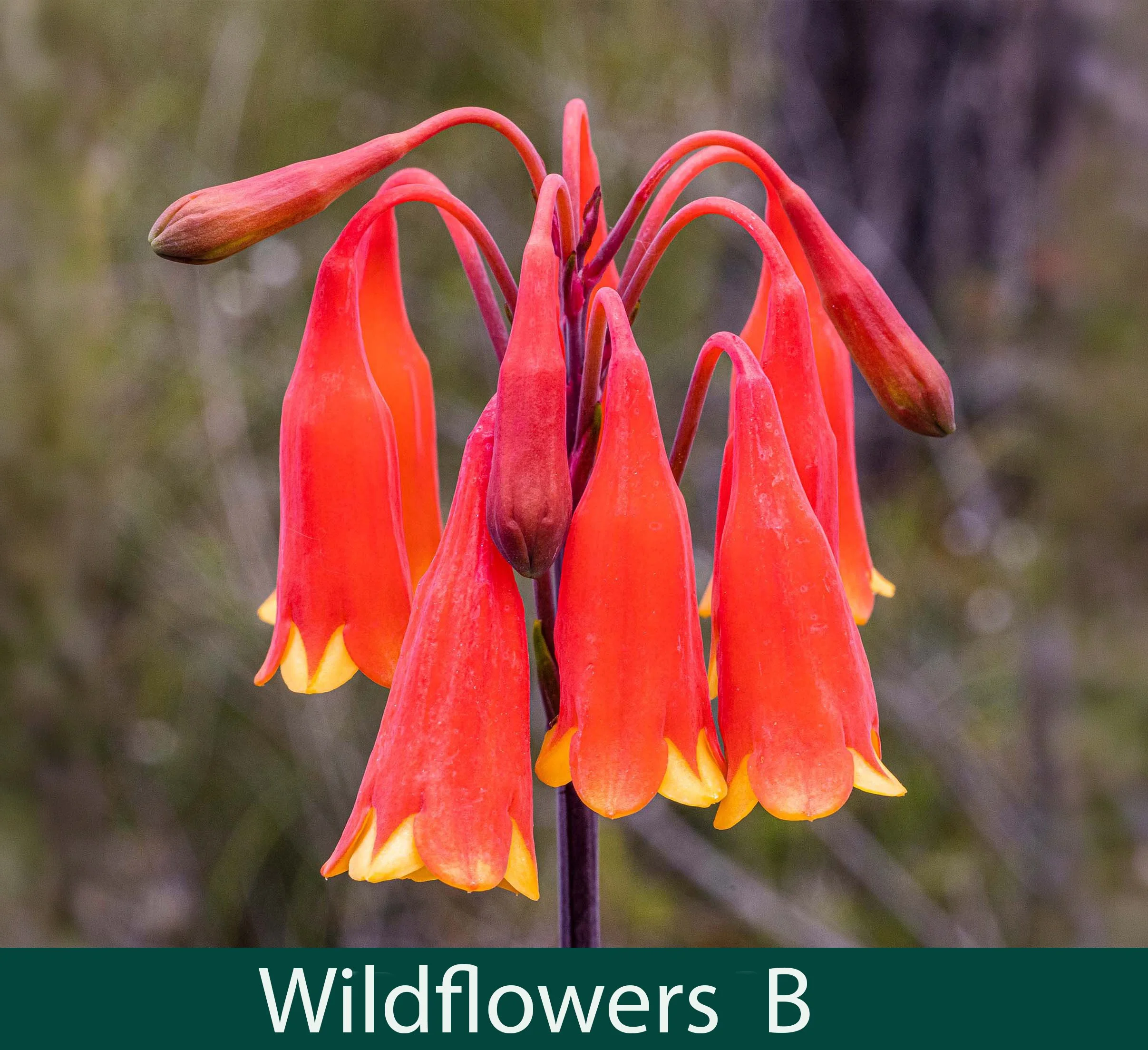 Wildflowers B