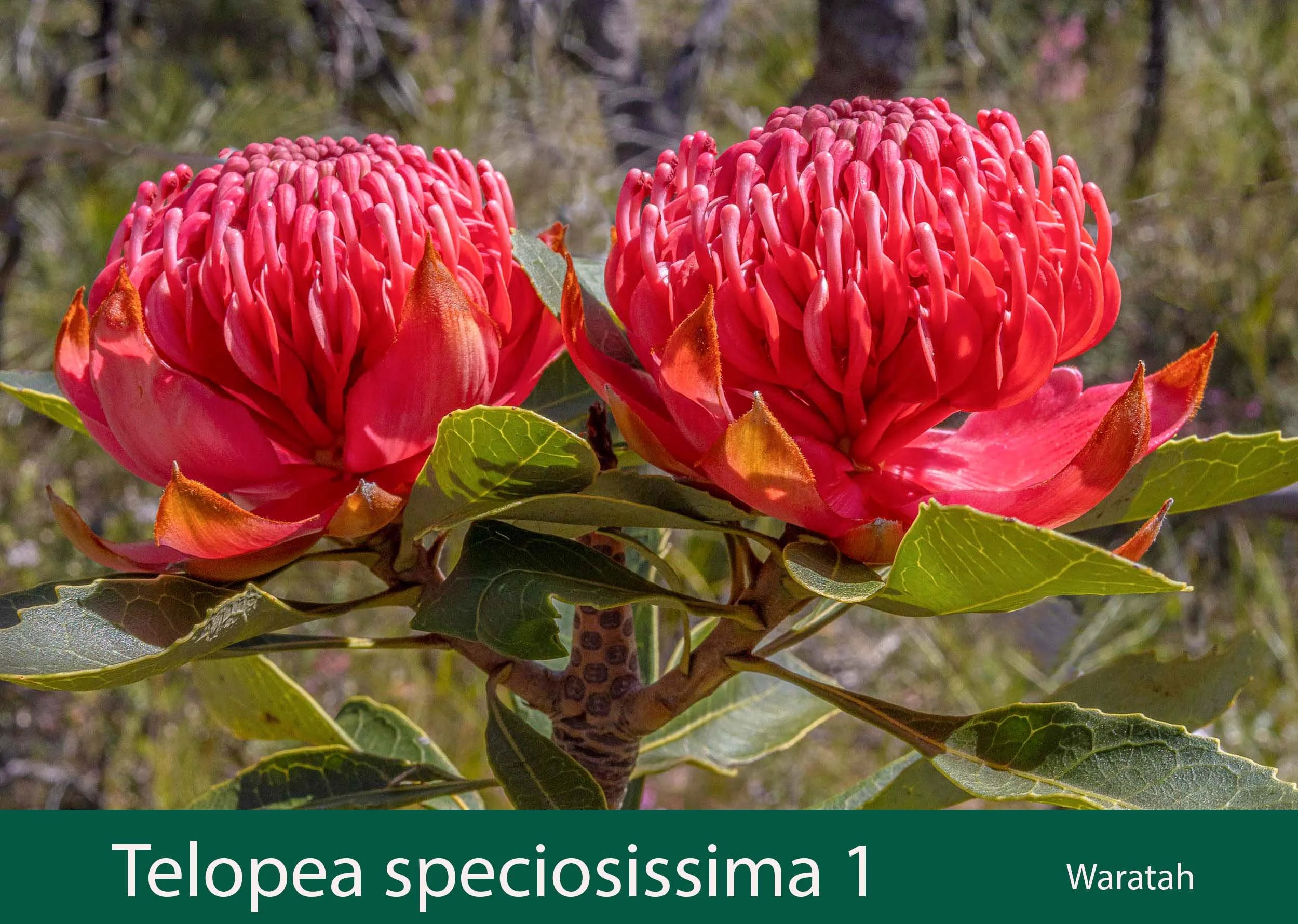Telopea speciosissima 1    Waratah.jpg