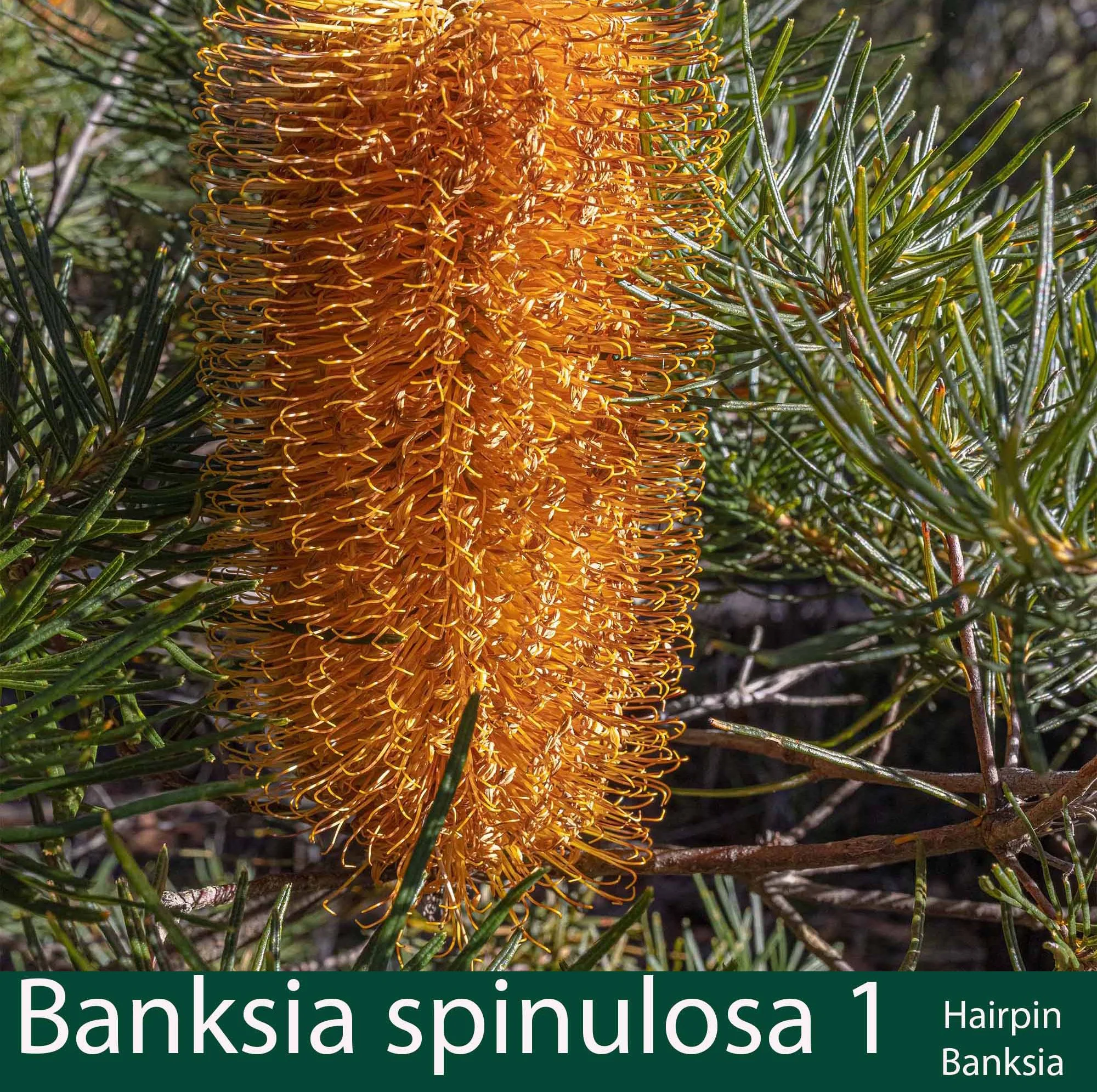 Banksia spinulosa 1  Hairpin banksia.jpg