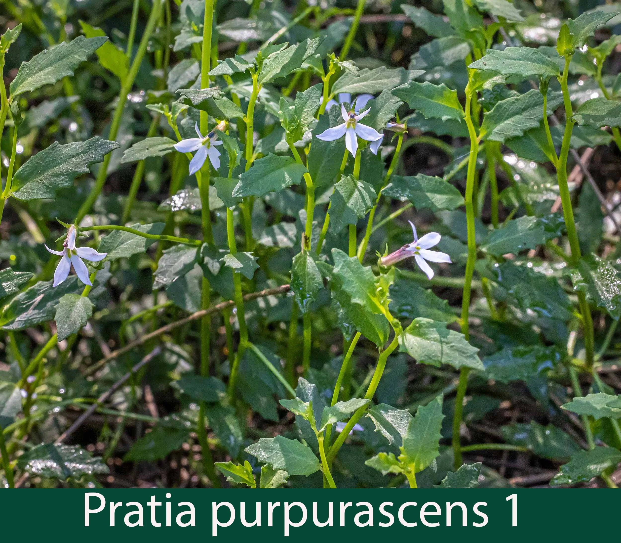 Pratia purpuracens  1_.jpg
