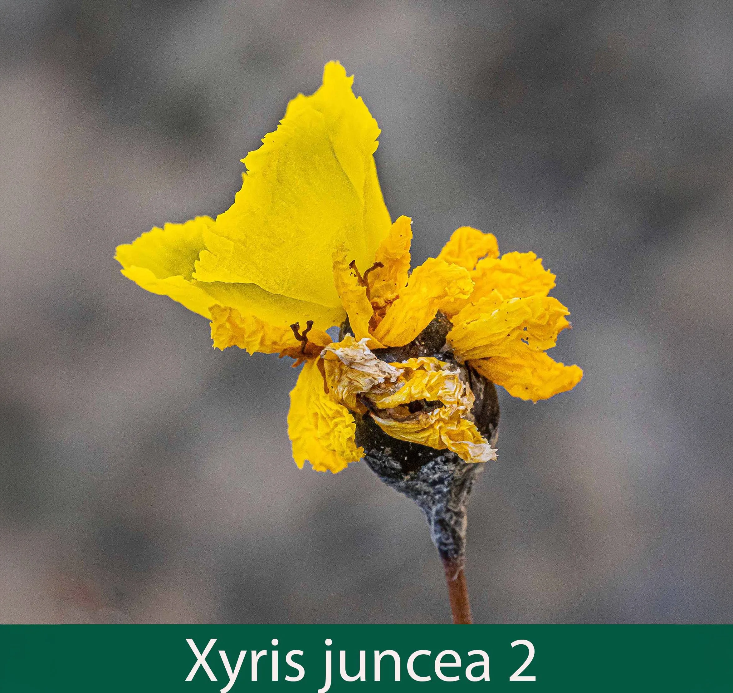 Xyris juncea 2_.jpg