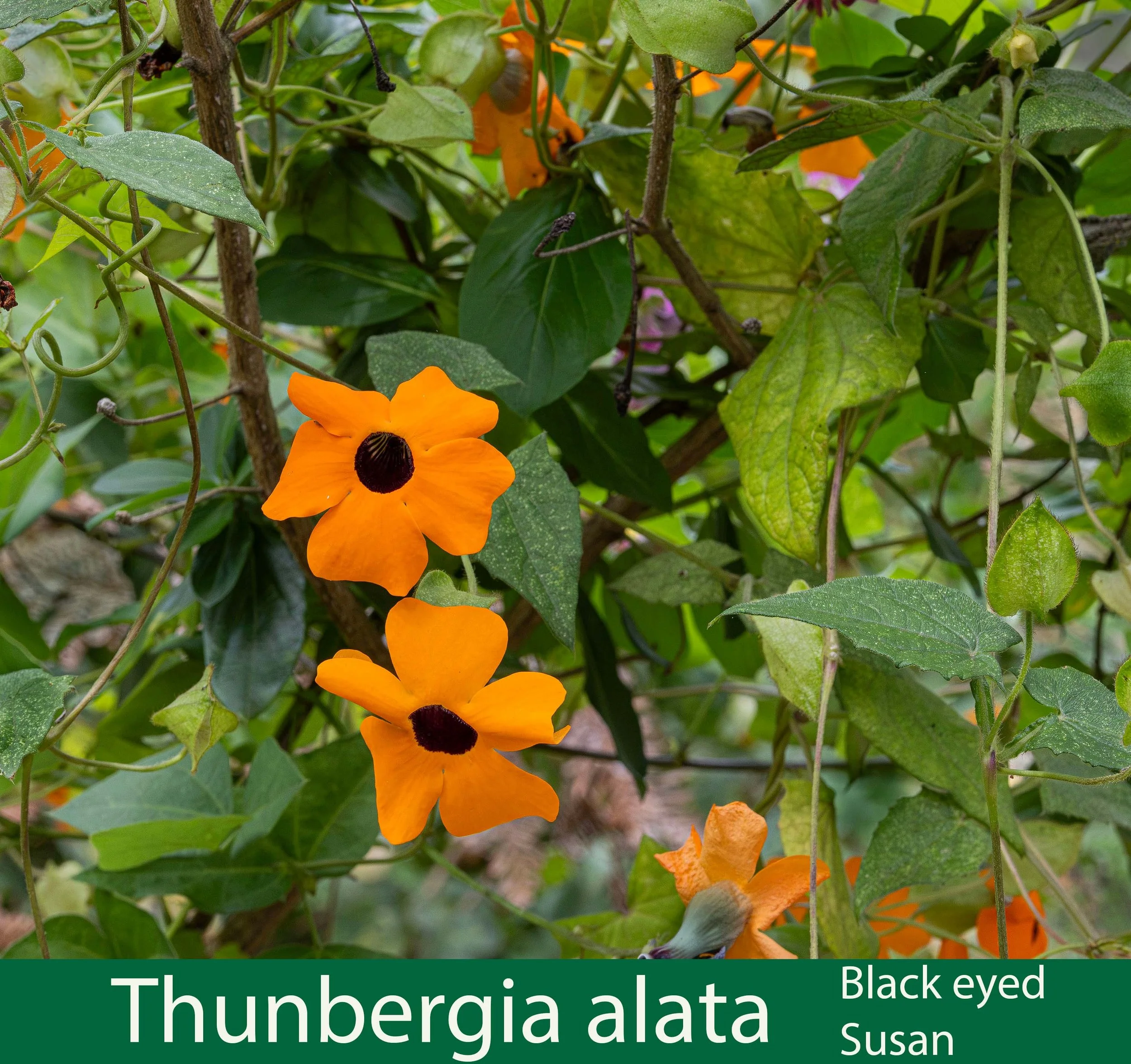 Thunbergia alata -a-Black eyed Susan-261A1736 copy.jpg