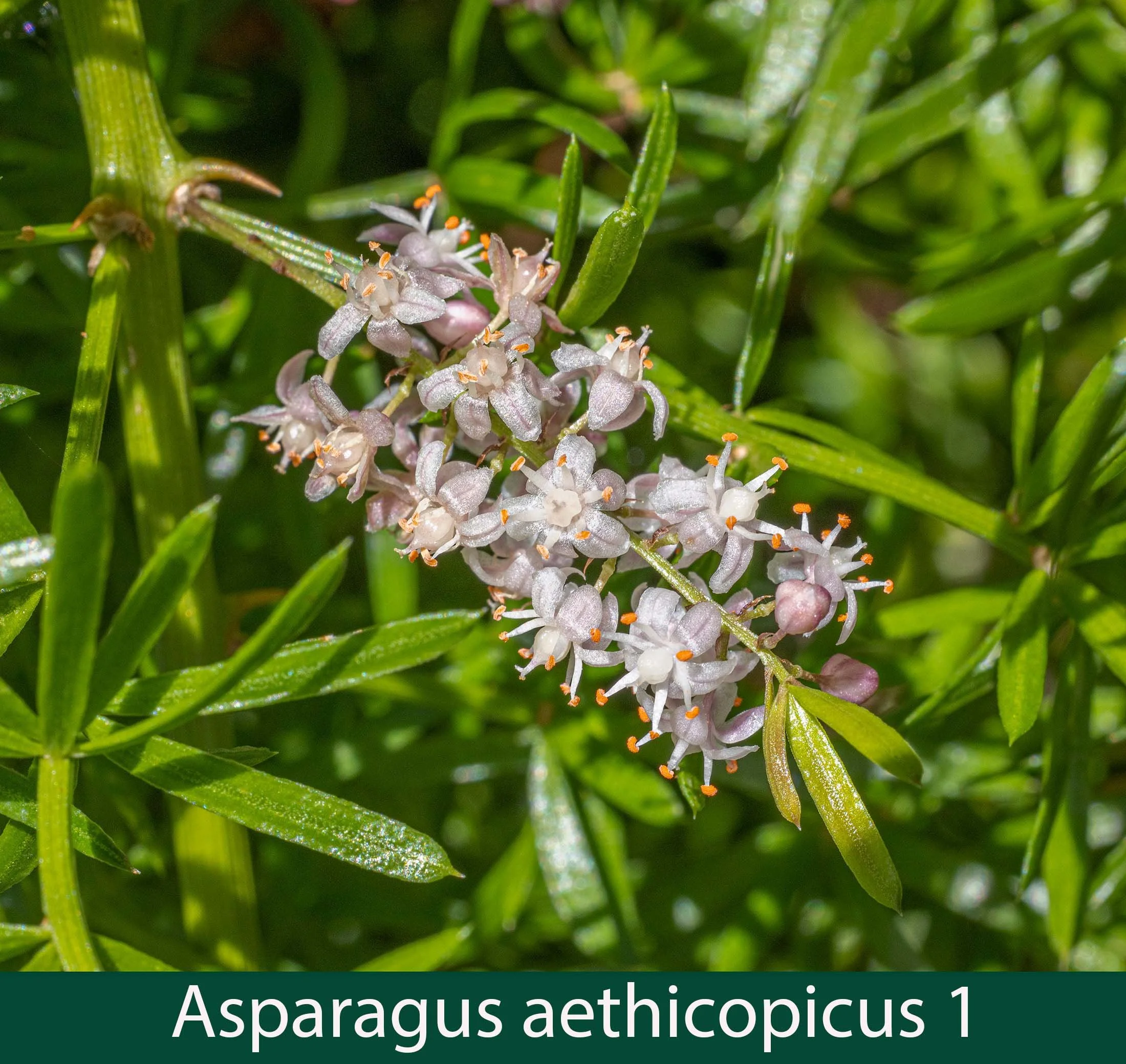 Asparagus aethiopicus 1.jpg