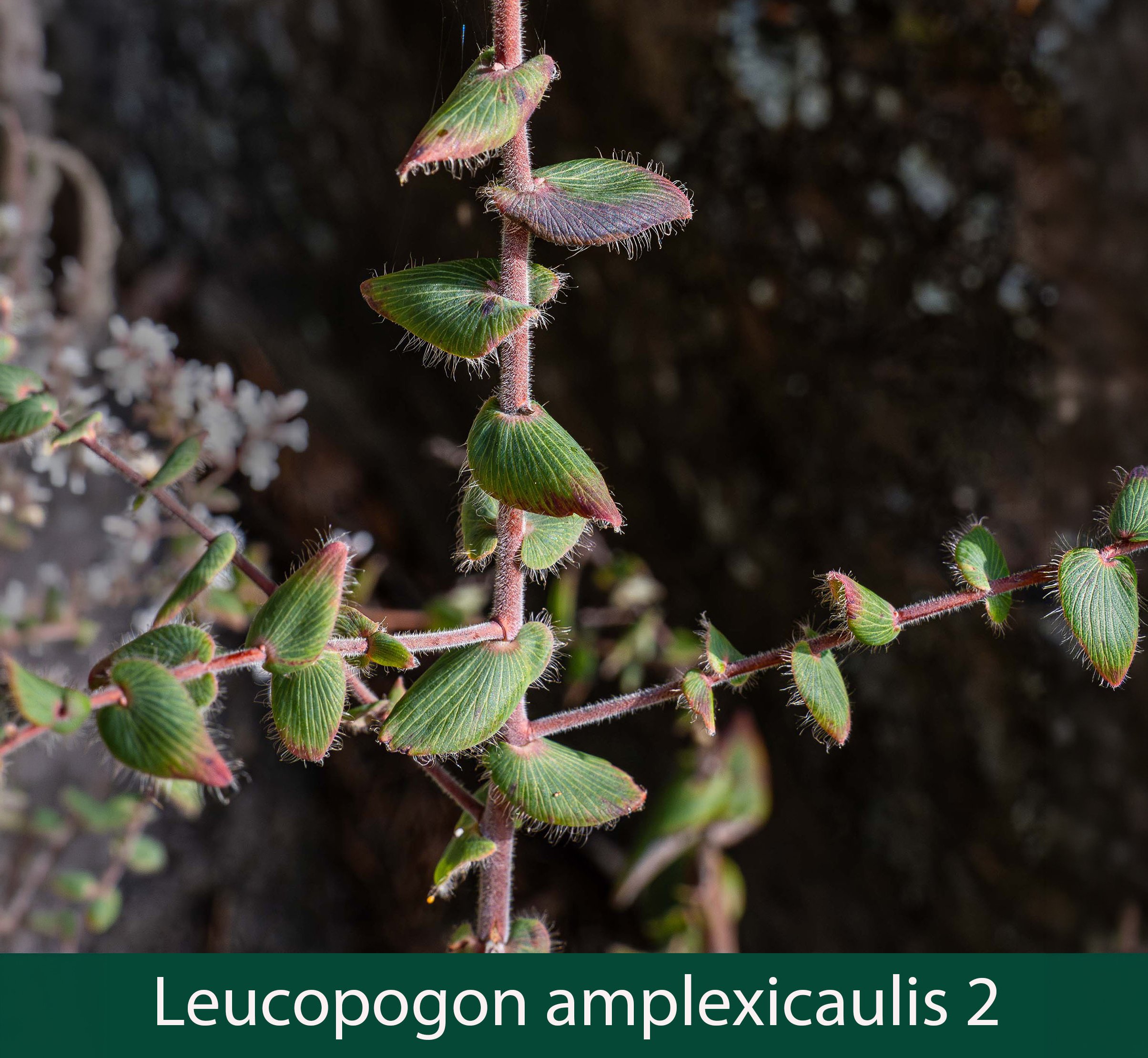 Leucopogon amplexicaulis 2.jpg